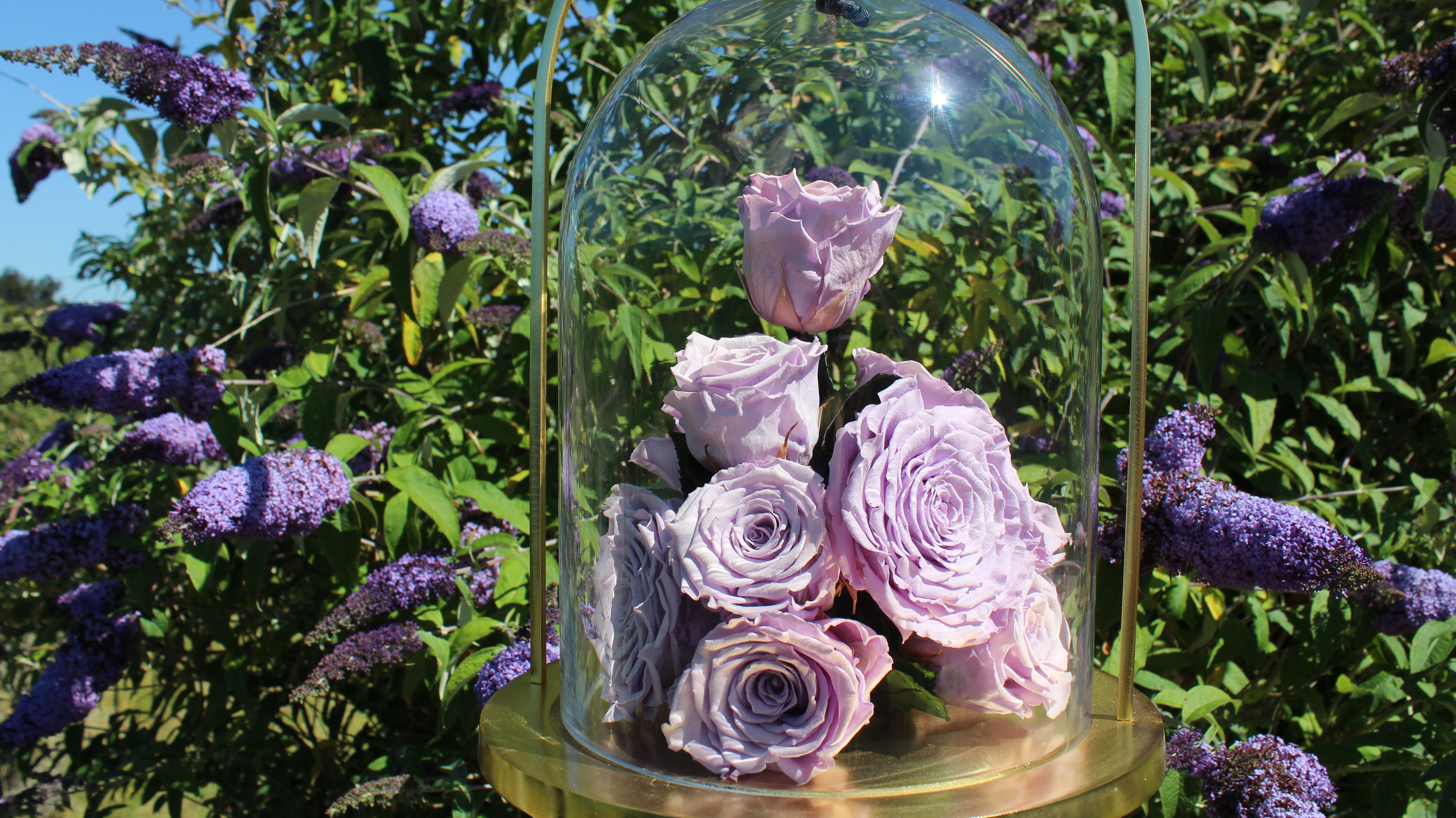 What Are Infinite Roses®? The Rose, Paused at Its Peak