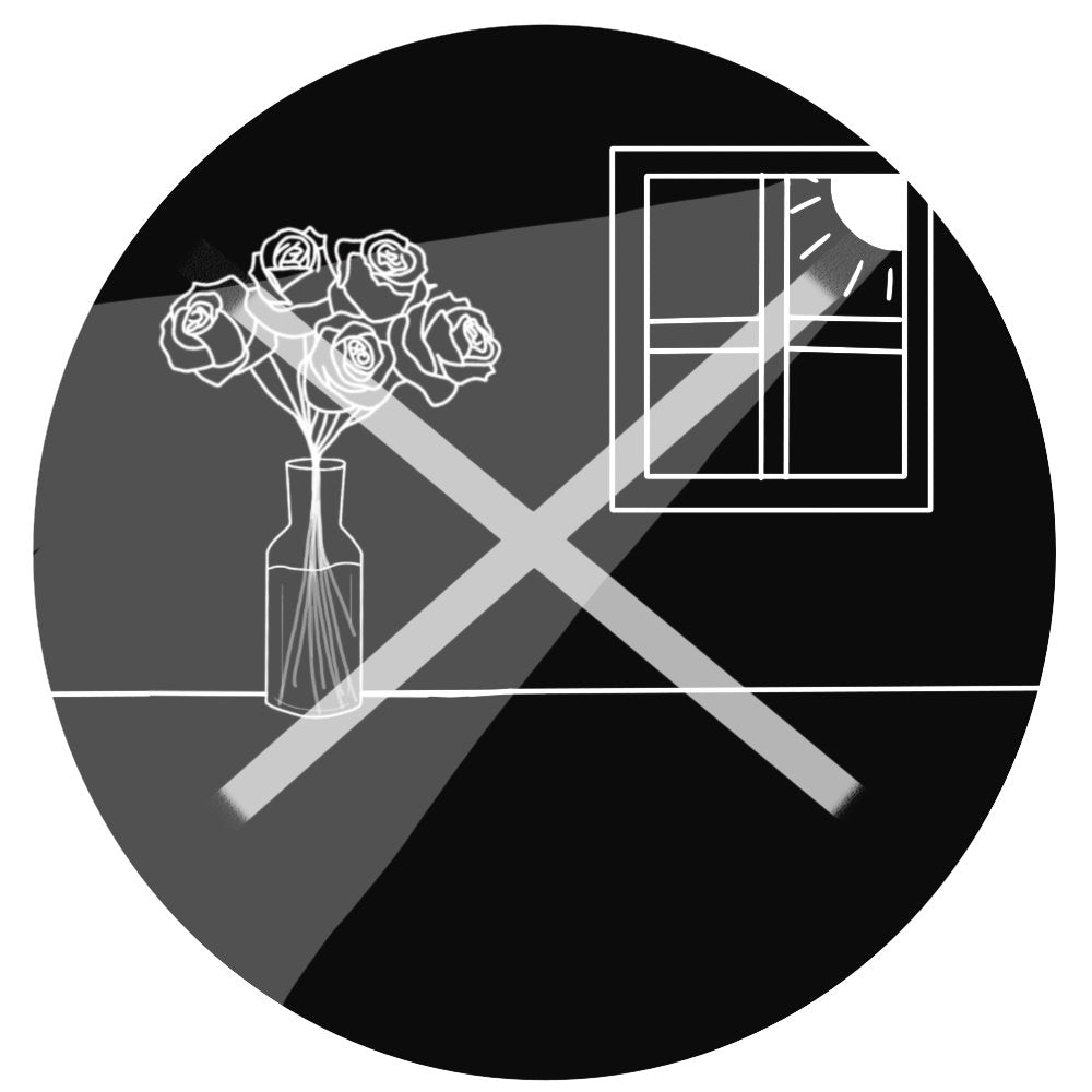 Flowers in vase with sunlight through a window flower care crossed out