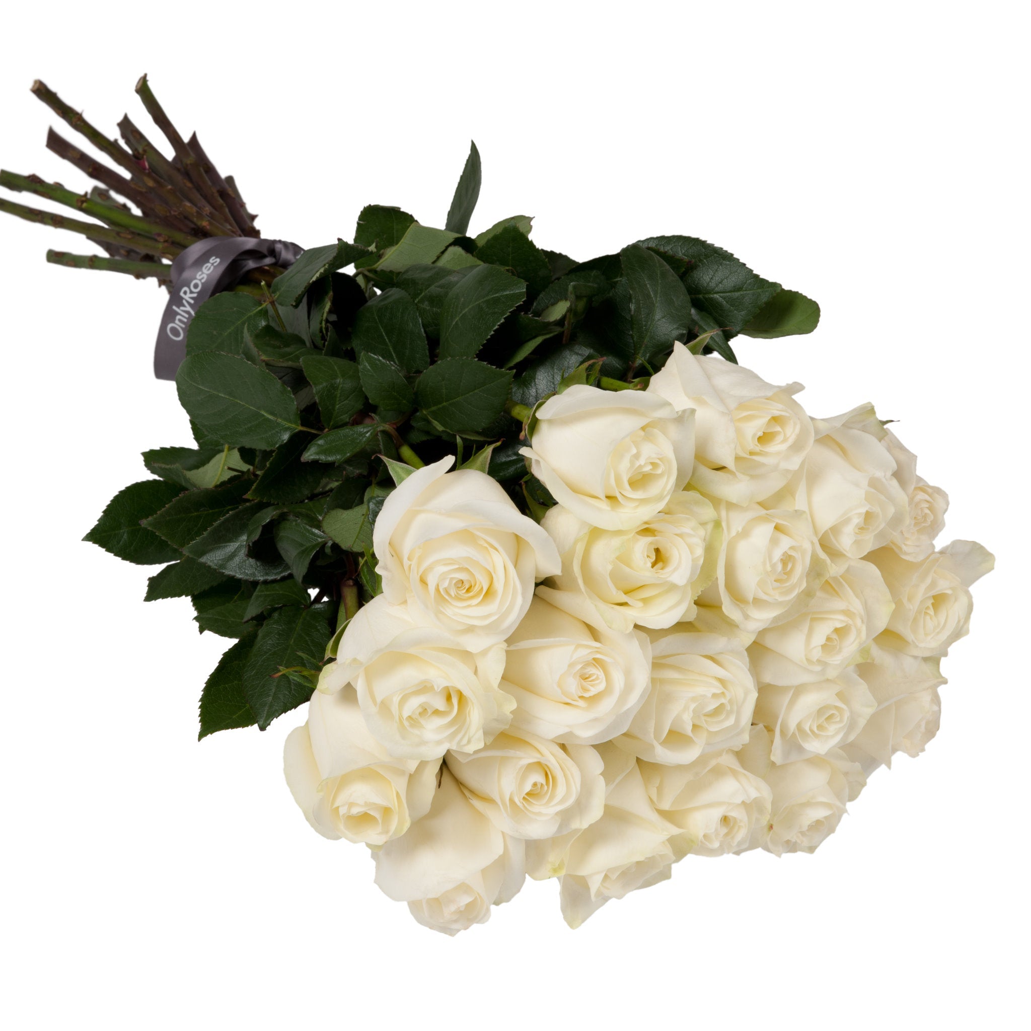Bouquet of white roses with green leaves on a white background