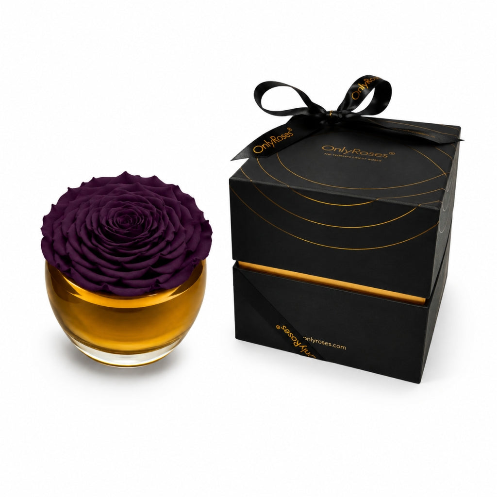 Purple rose in a gold container with a black gift box on a white background