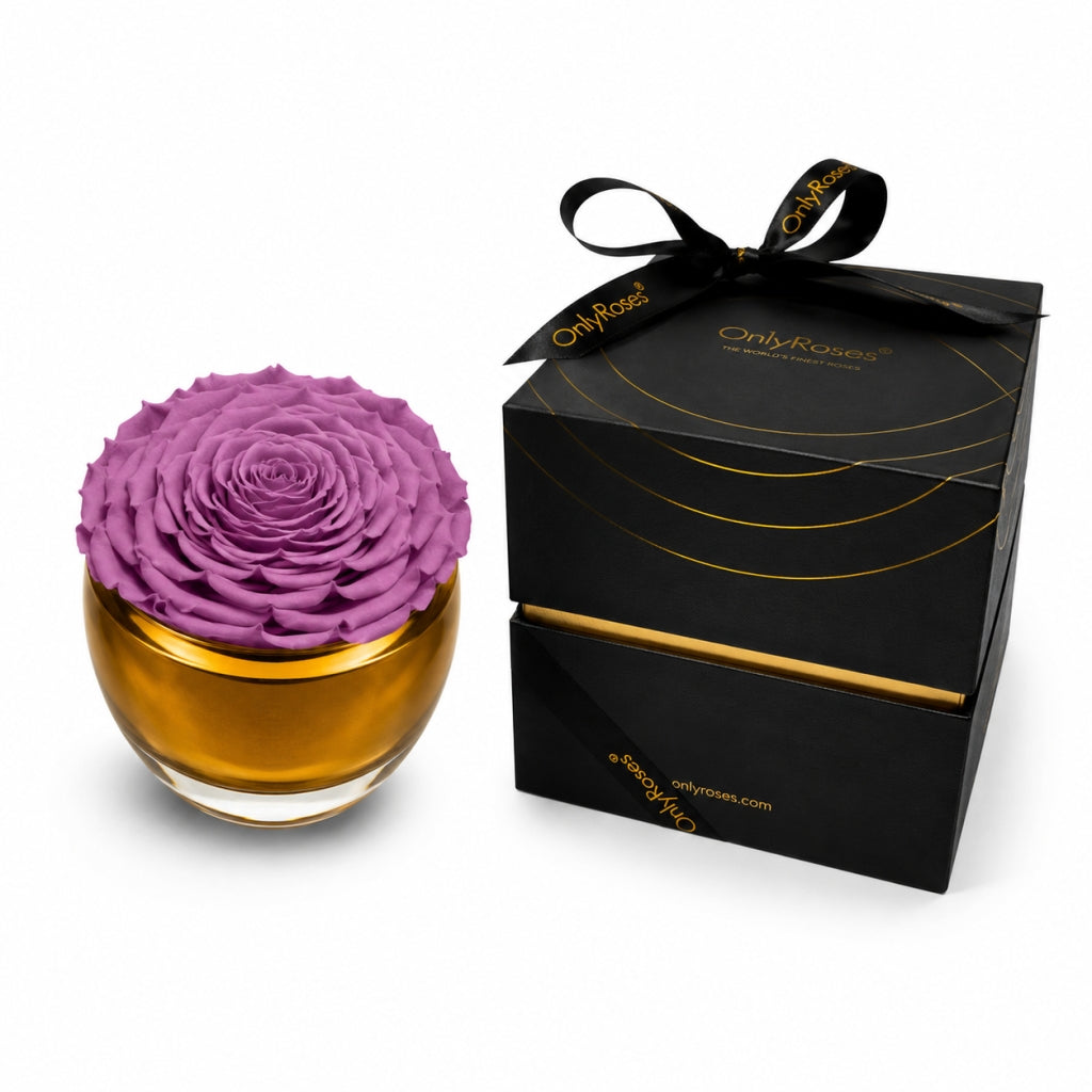 Purple rose in a glass vase with a black box labeled 'Only Roses' on a white background