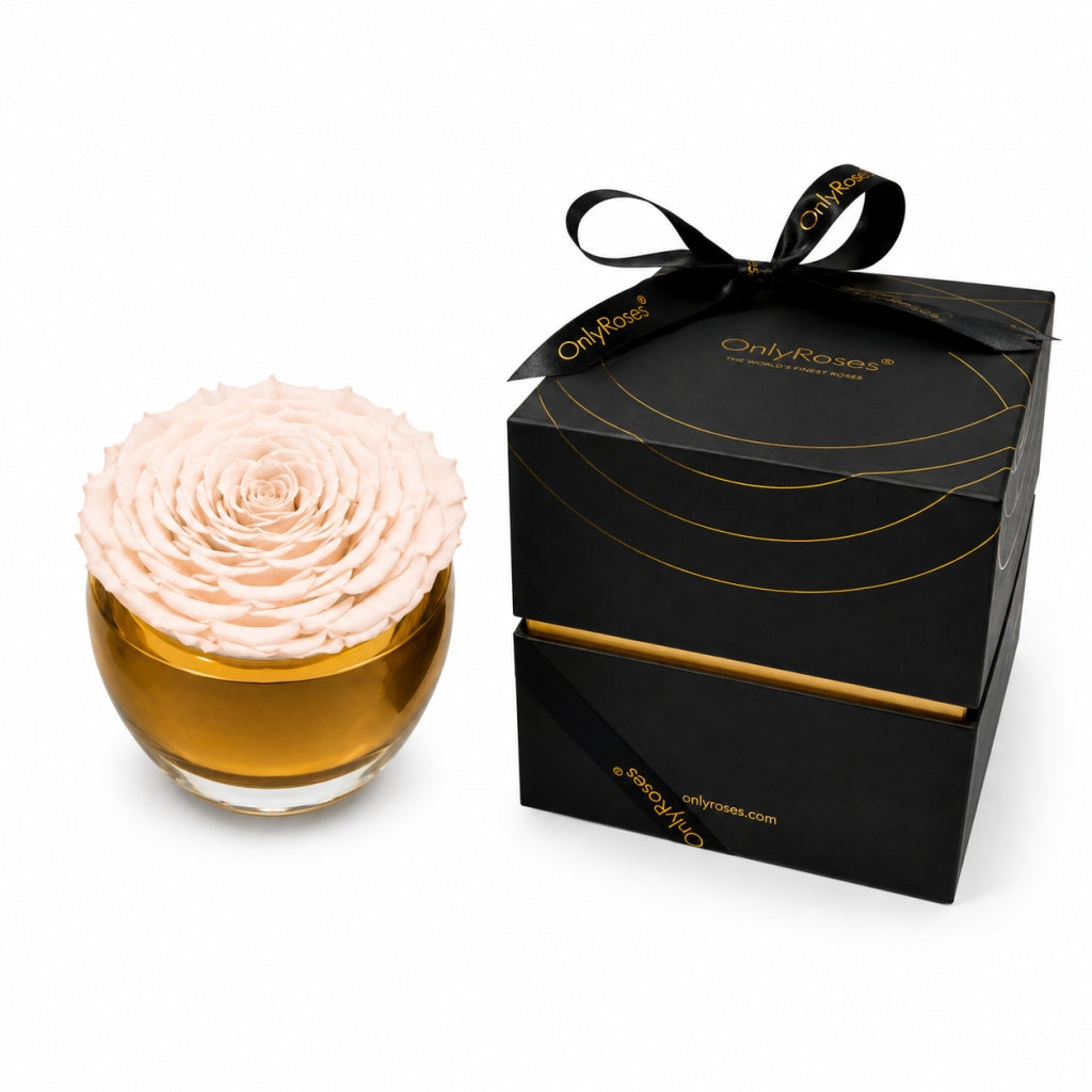 Pink rose in a glass with a black box labeled 'OnlyRoses' on a white background