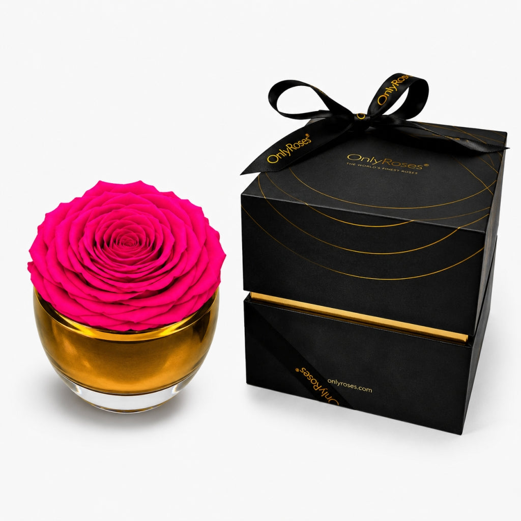 Pink rose in a glass vase with a black gift box on a white background