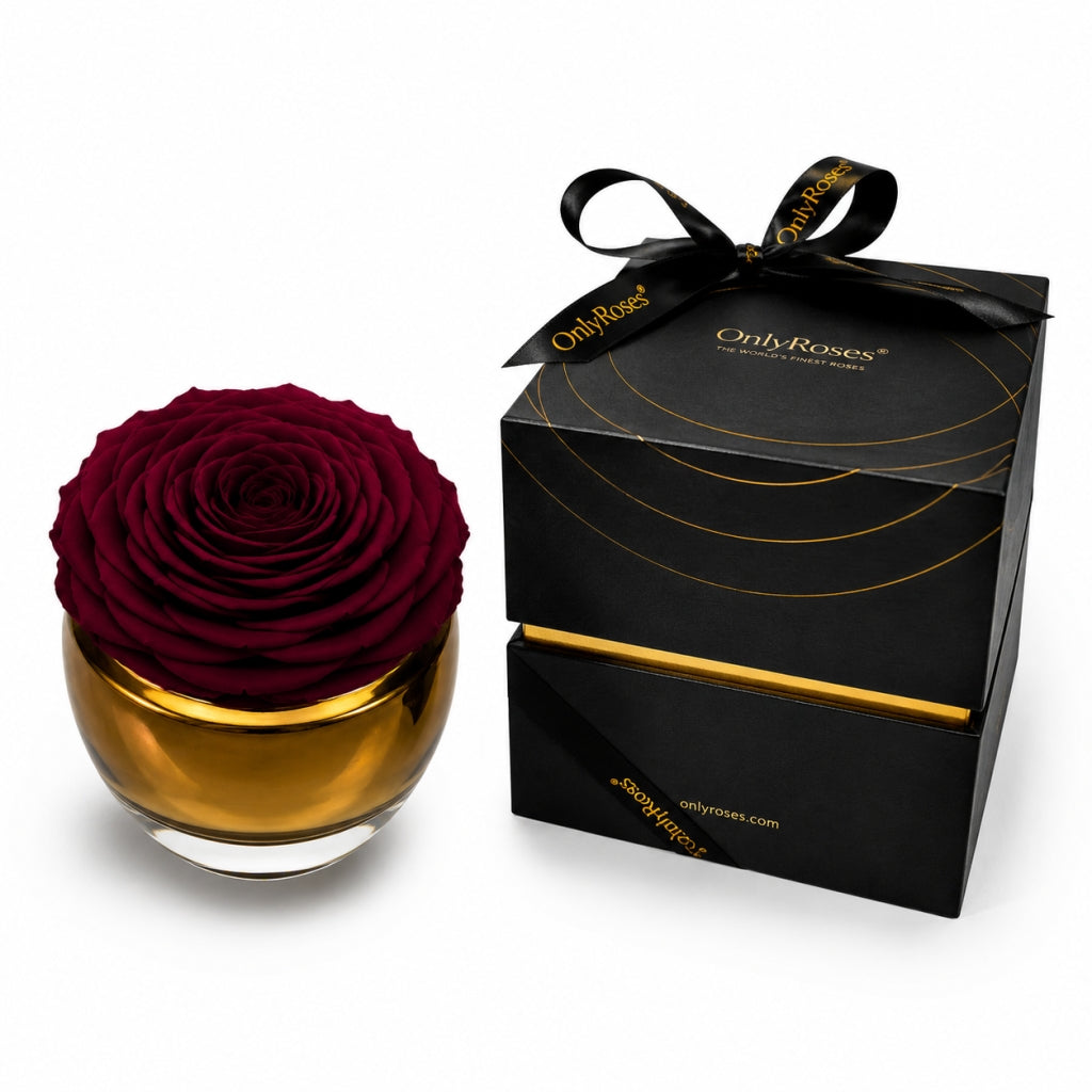Maroon rose in a gold vase with a black box labeled 'OnlyRoses' on a white background