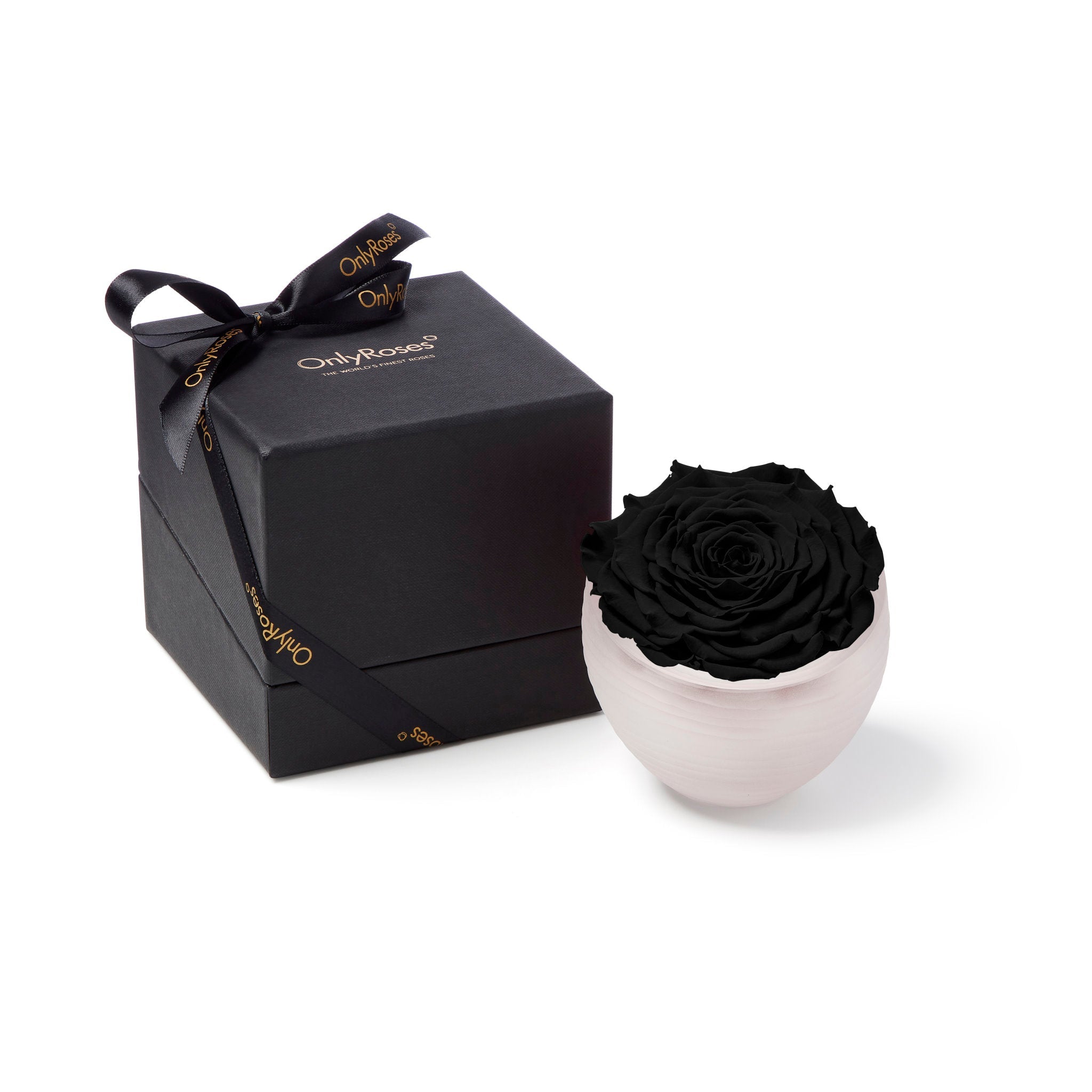 Black rose in a white vase next to a black gift box with 'Only Roses' branding on a white background