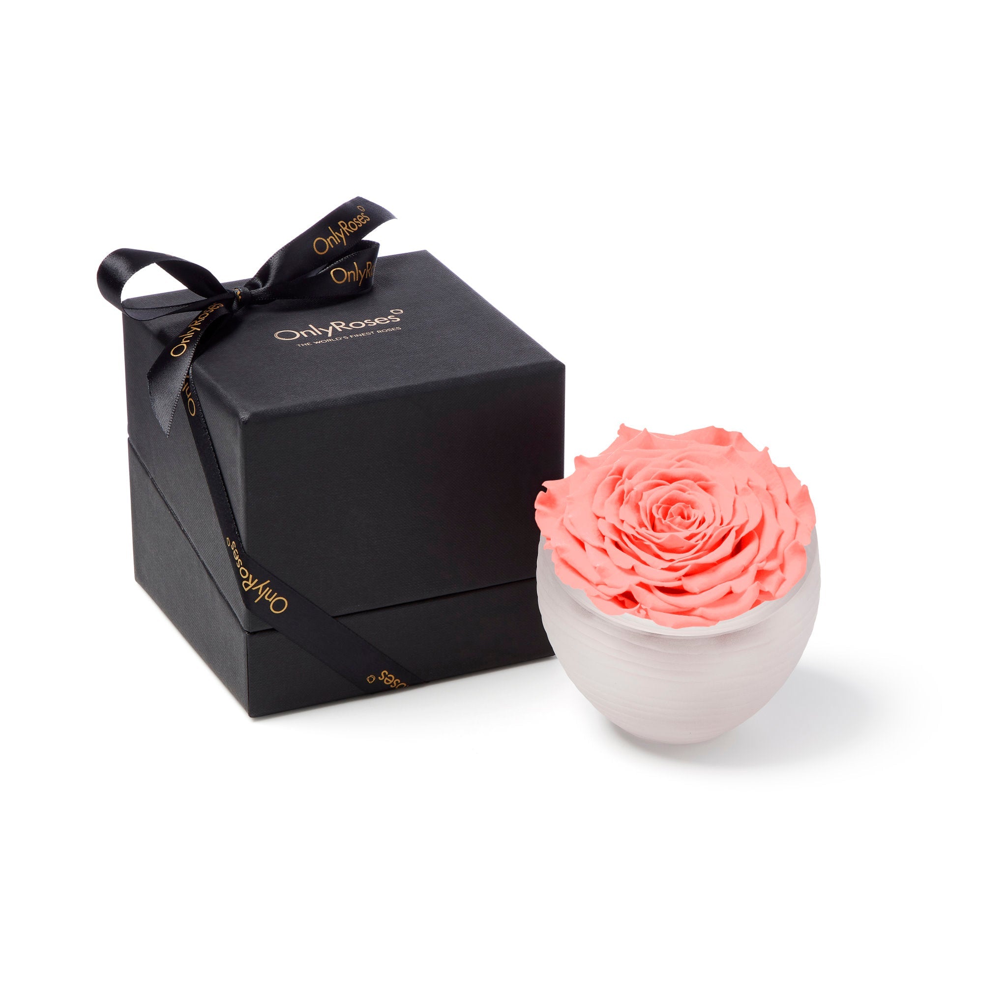 Pink rose in a white bowl next to a black gift box with a bow on a white background
