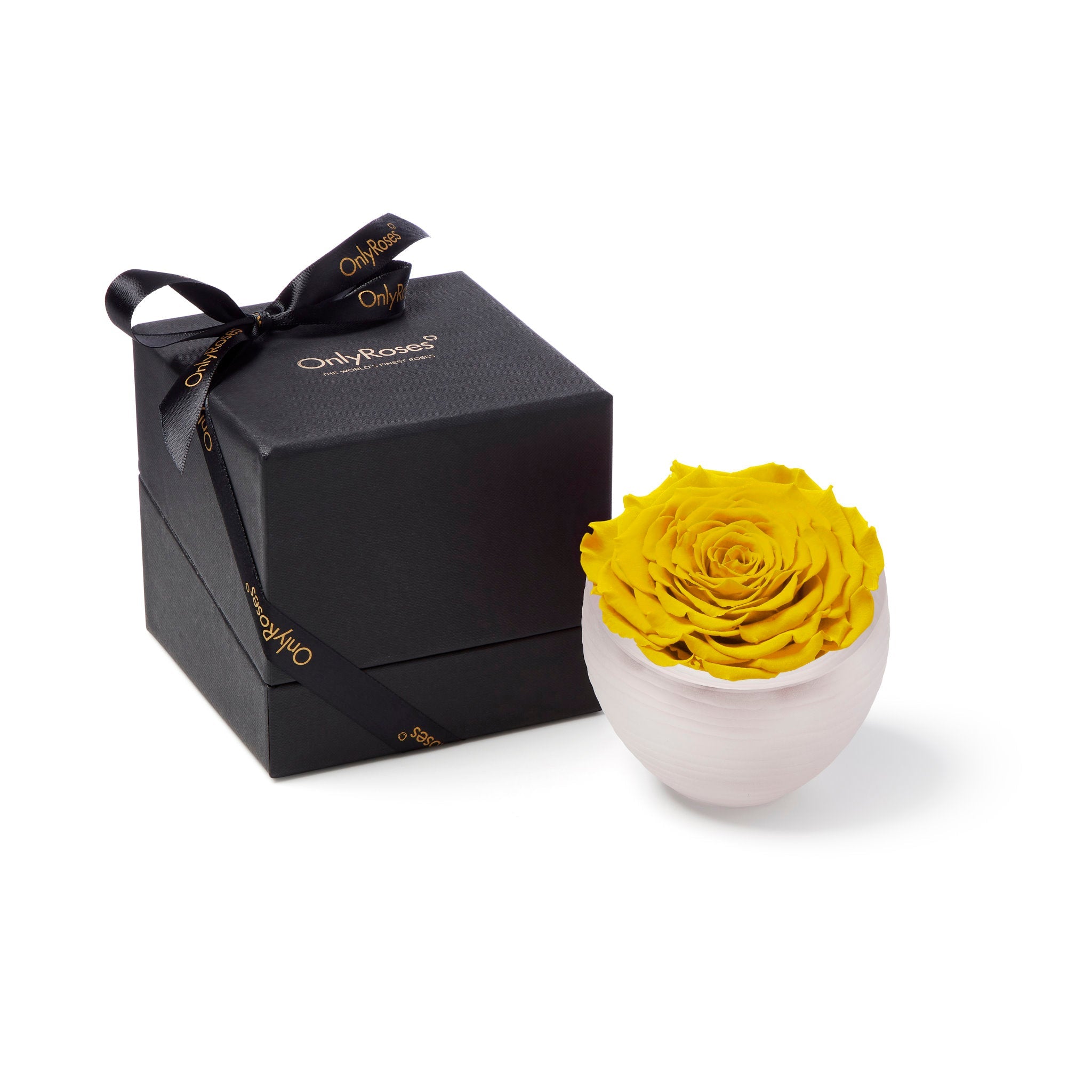 Yellow rose in a white vase next to a black gift box with a bow on a white background