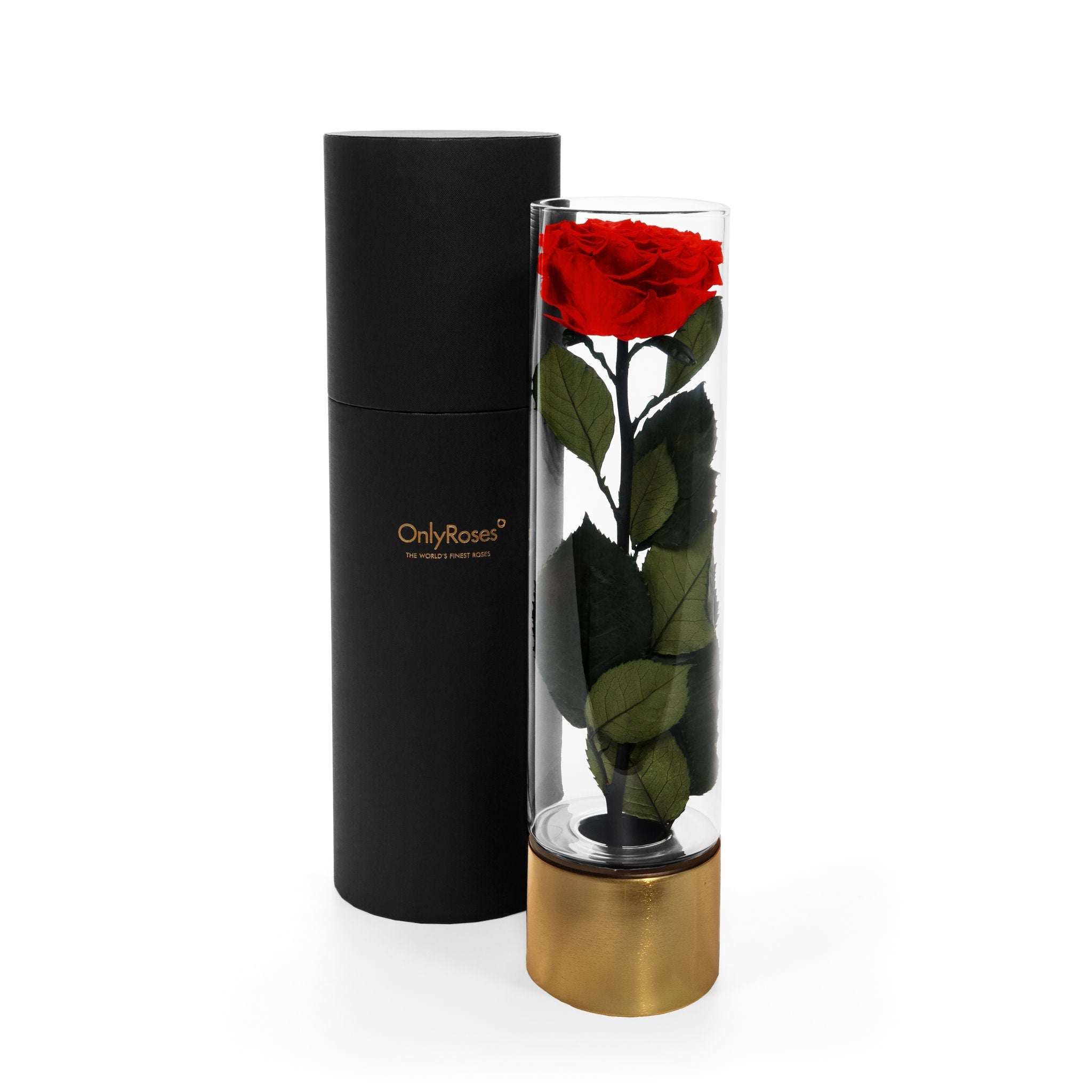 Red rose in a clear cylindrical holder with gold base next to a black cylindrical container on a white background