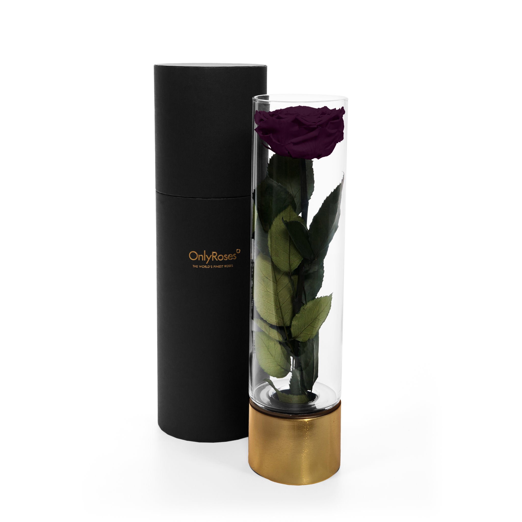 Purple rose in a clear cylindrical vase with gold base and black container on a white background