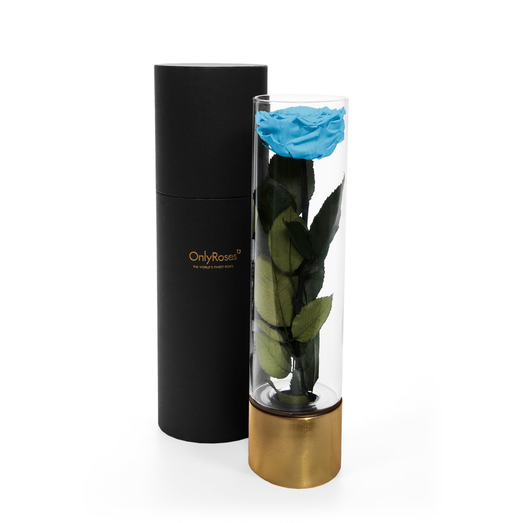 Blue rose in a transparent vase with gold base and black cylindrical container on a white background