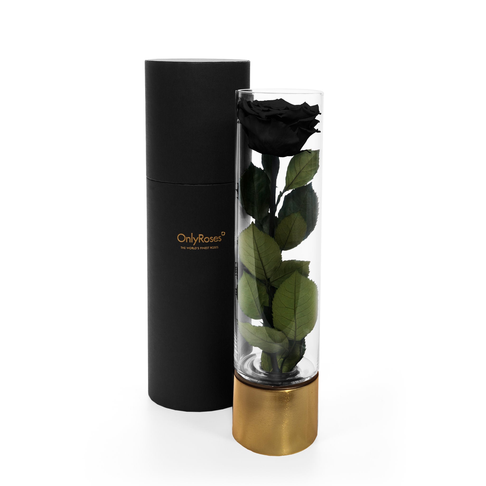 Black rose in a glass vase with a black cylindrical container on a white background