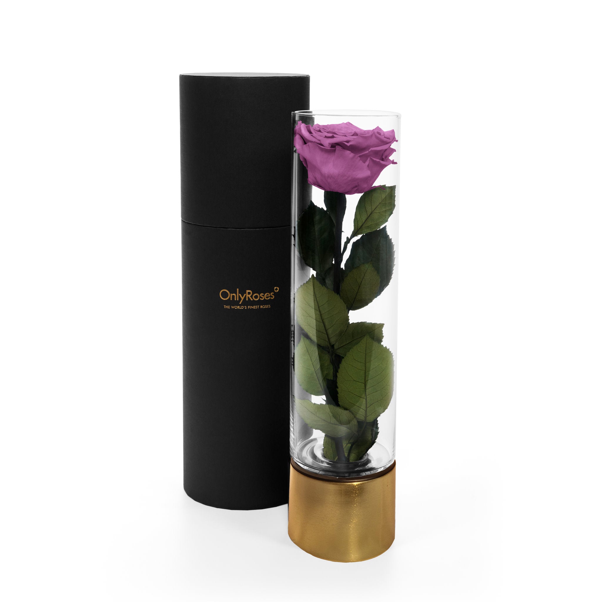 Purple rose in a clear vase with gold base and black cylindrical container on a white background