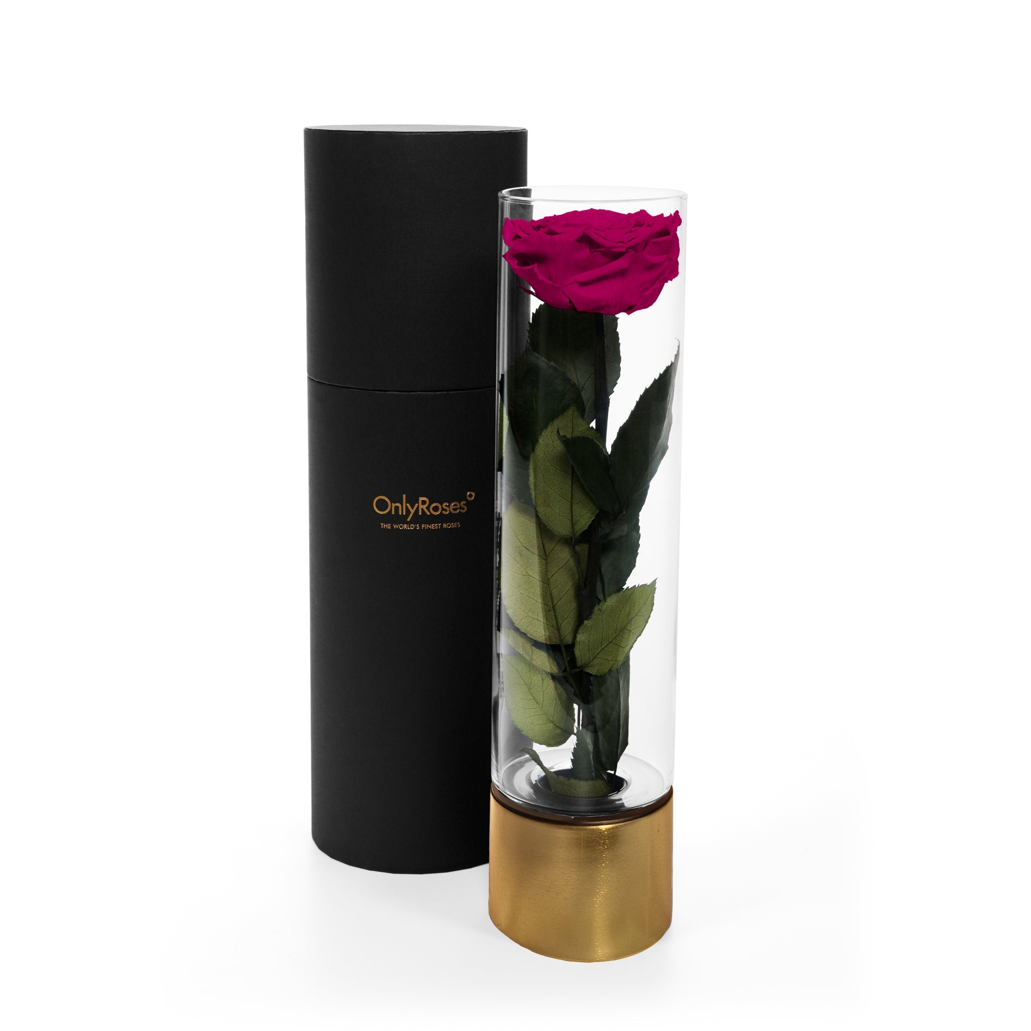 Pink rose in a clear cylindrical vase with gold base and black container, branded 'Only Roses'.