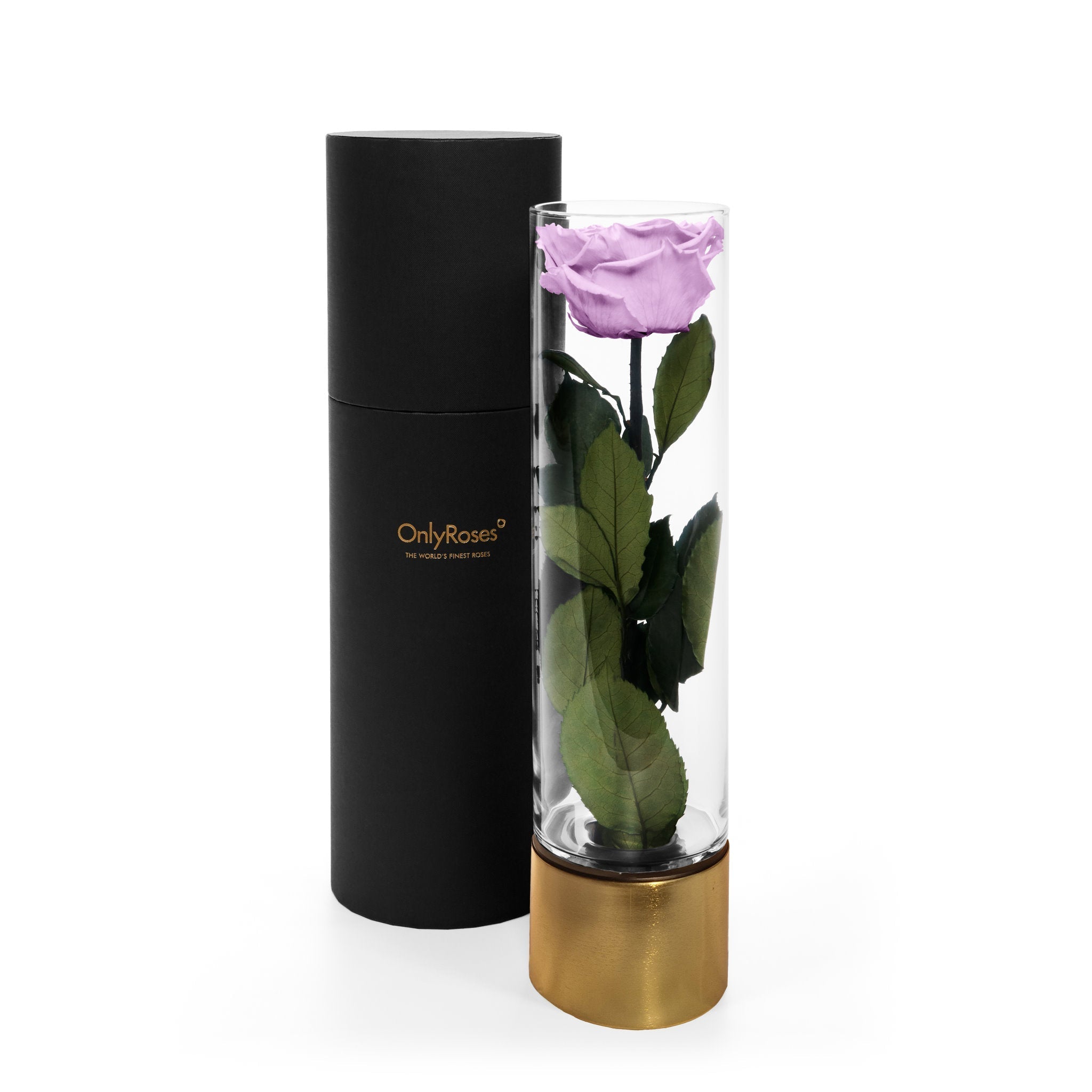 Purple rose in a clear cylindrical holder with gold base and black tube packaging on a white background