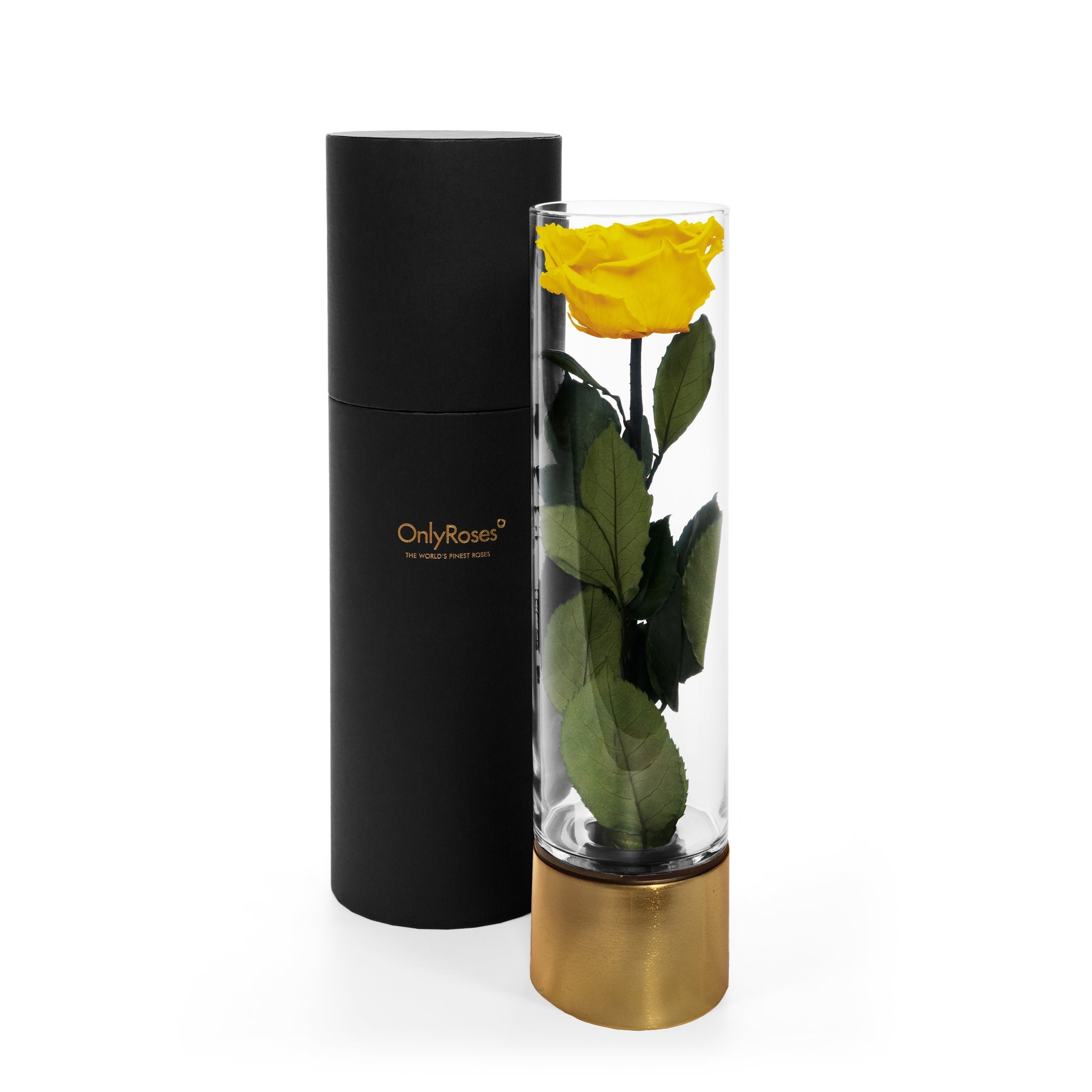 Yellow rose in a clear cylindrical vase with gold base and black container on a white background