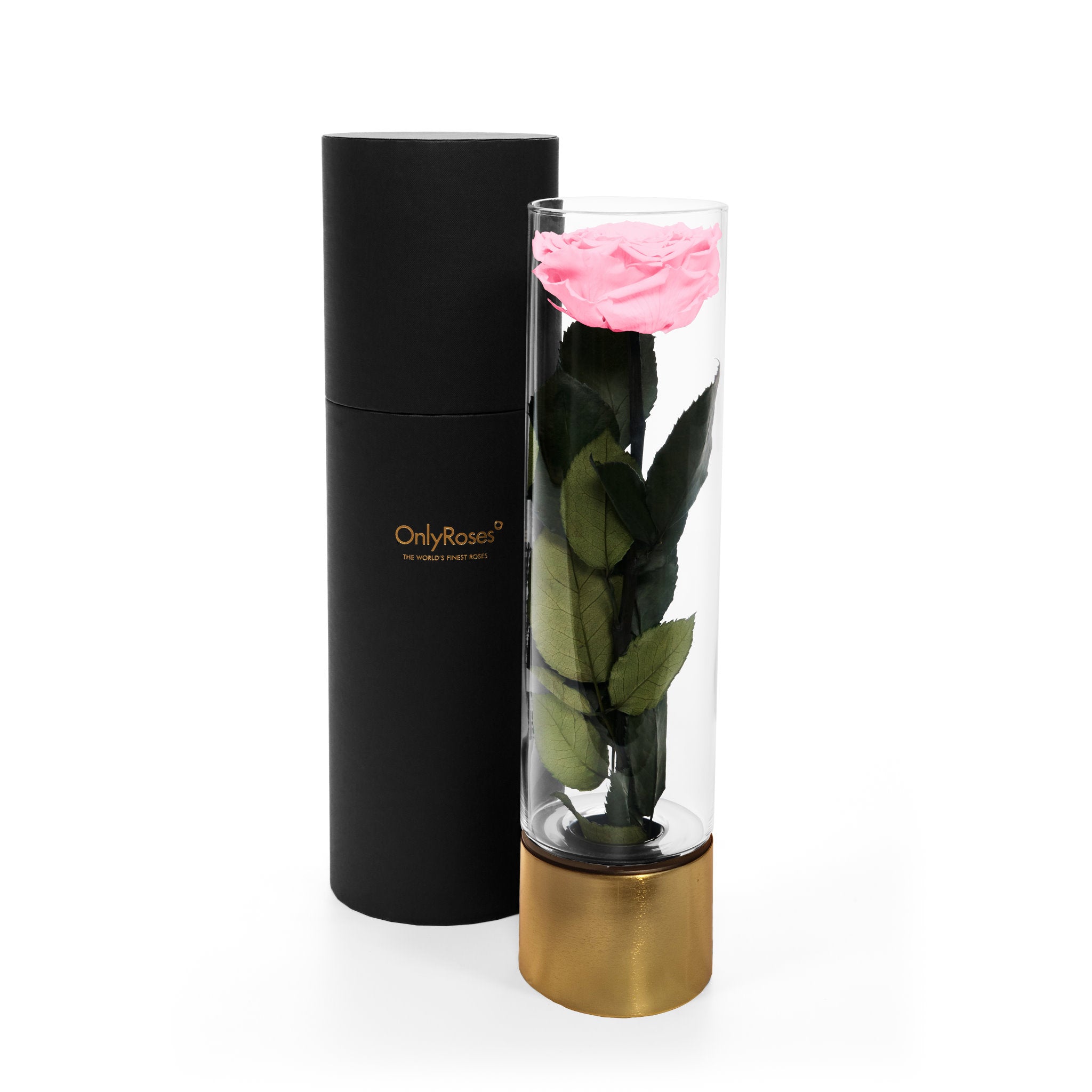 Pink rose in a transparent vase with gold base and black cylindrical container on a white background