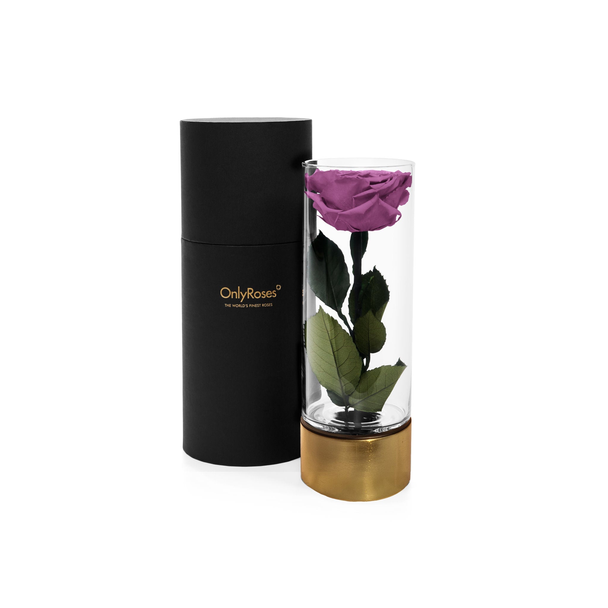 Purple rose in a glass vase with a black cylindrical container on a white background