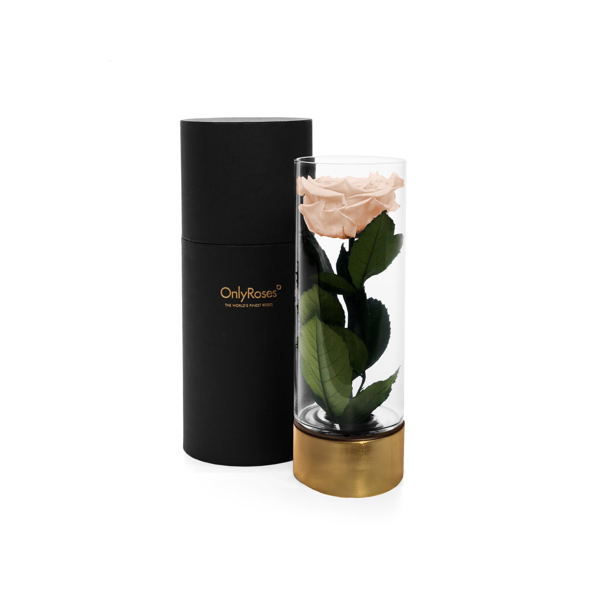 Black cylindrical container with a gold base holding a preserved rose on a white background