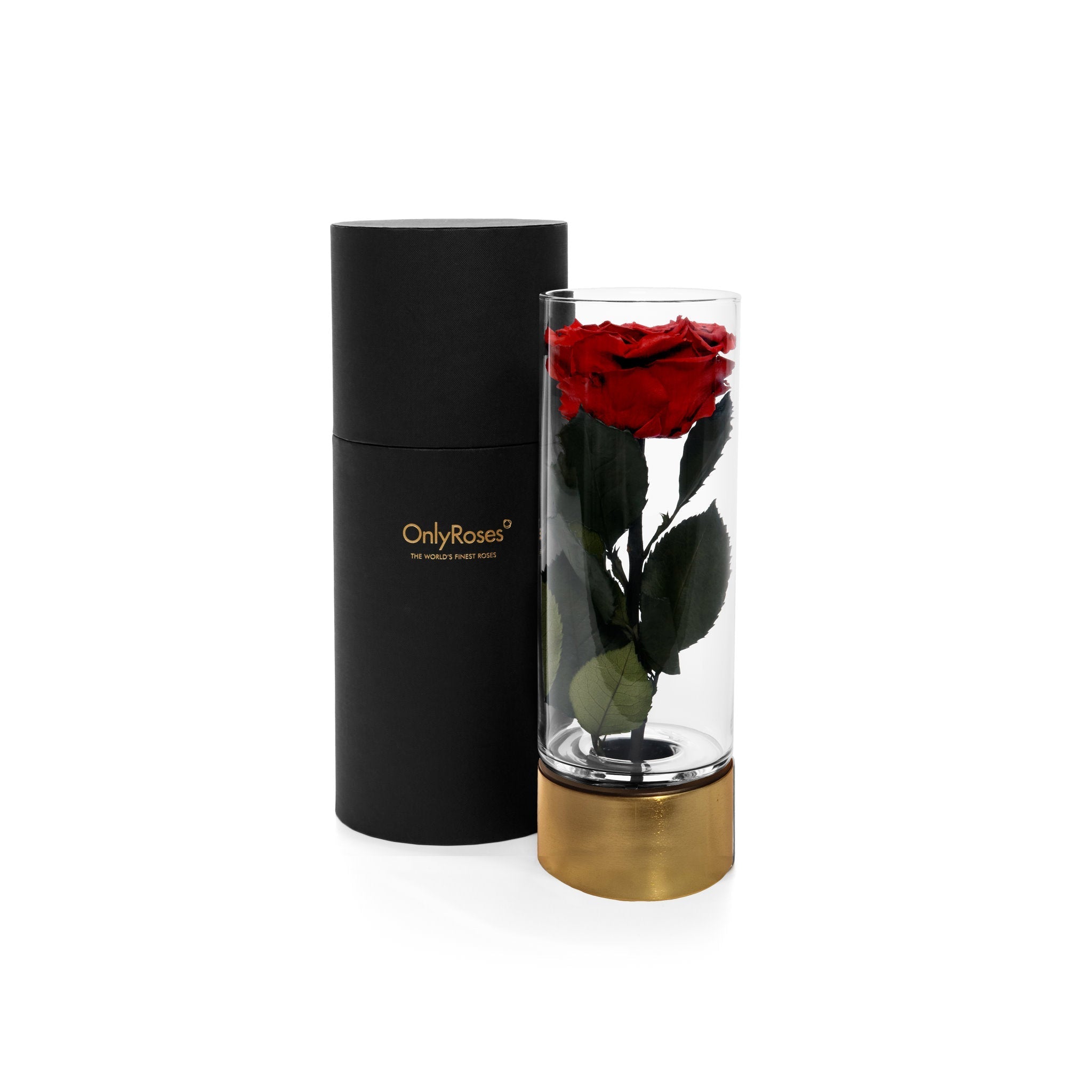 Red rose in a clear cylindrical vase with gold base and black cylindrical container on a white background