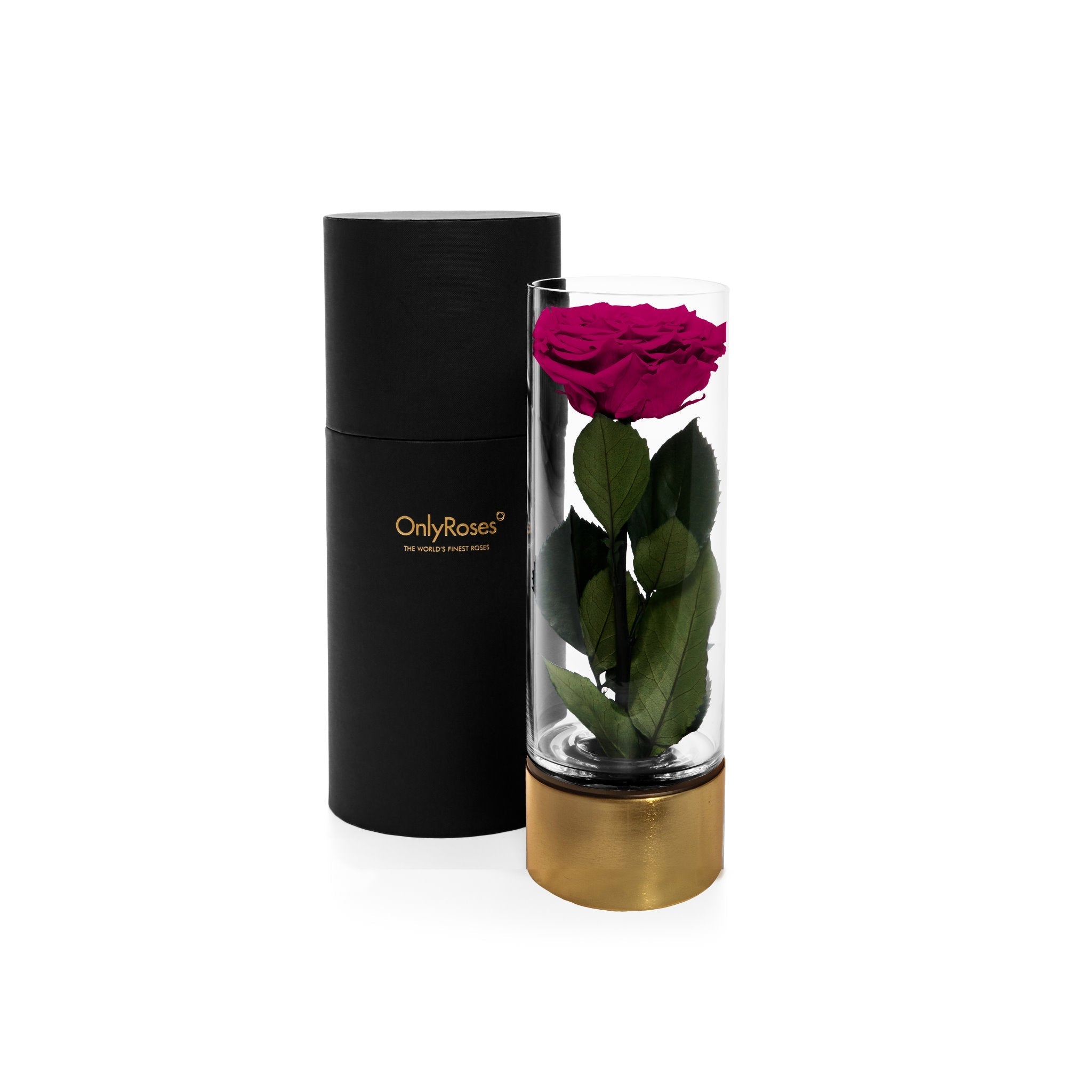Eternal rose in a glass vase with a black cylindrical container on a white background