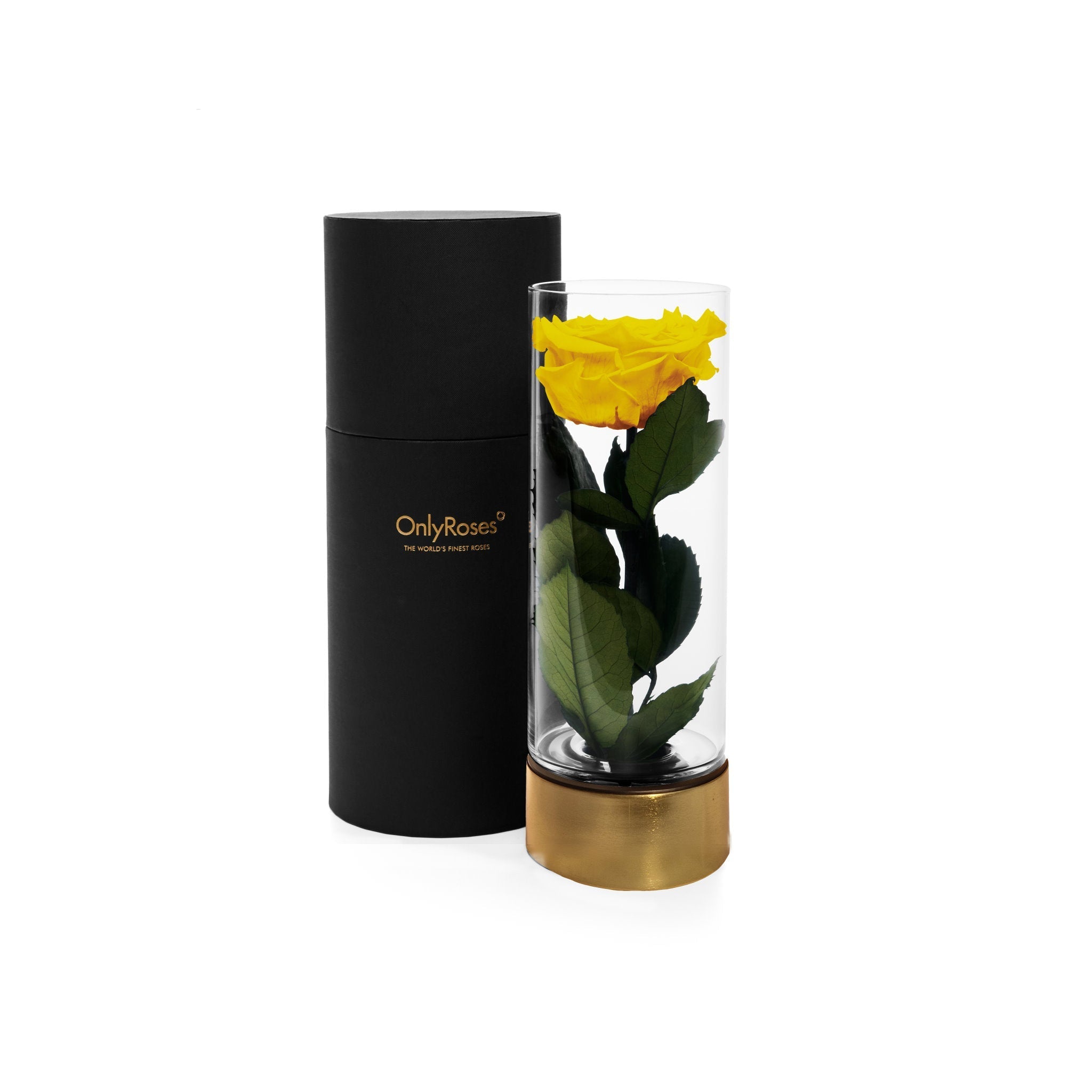 Yellow rose in a glass vase with a black cylindrical container on a white background