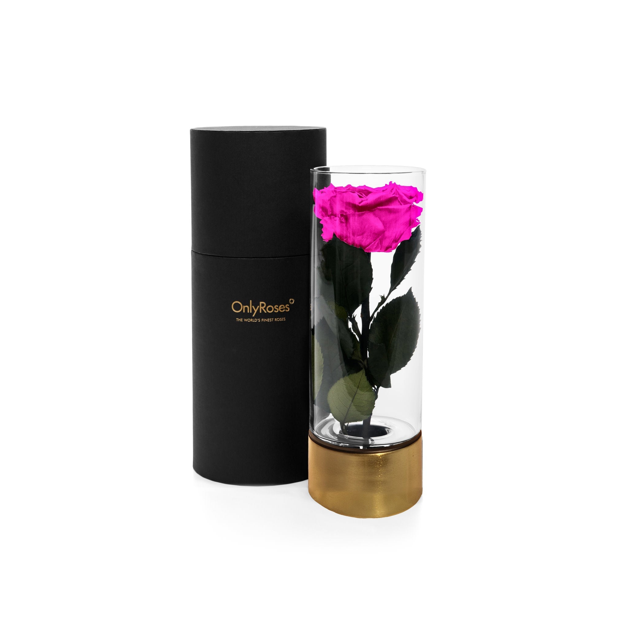 Pink rose in a glass vase with a black cylindrical container on a white background