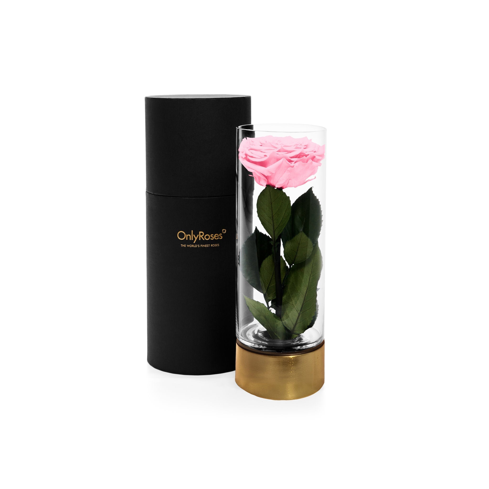 Pink rose in a glass vase with a black cylindrical container on a white background
