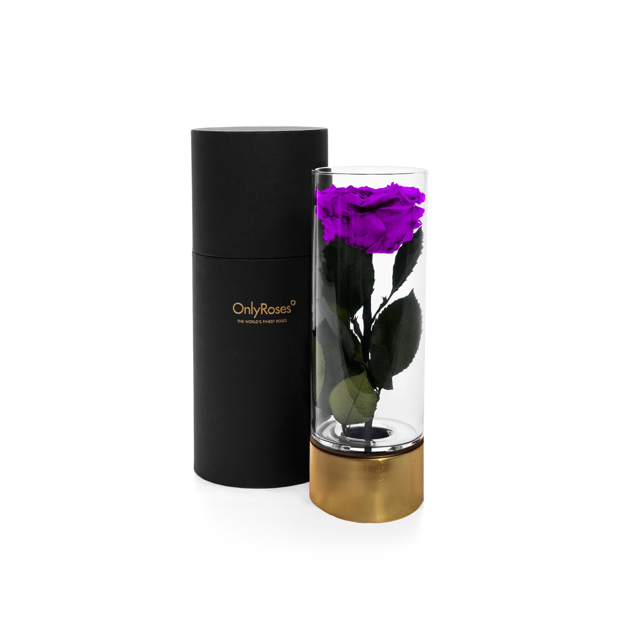 Purple rose in a clear cylindrical vase with gold base next to a black cylindrical container on a white background