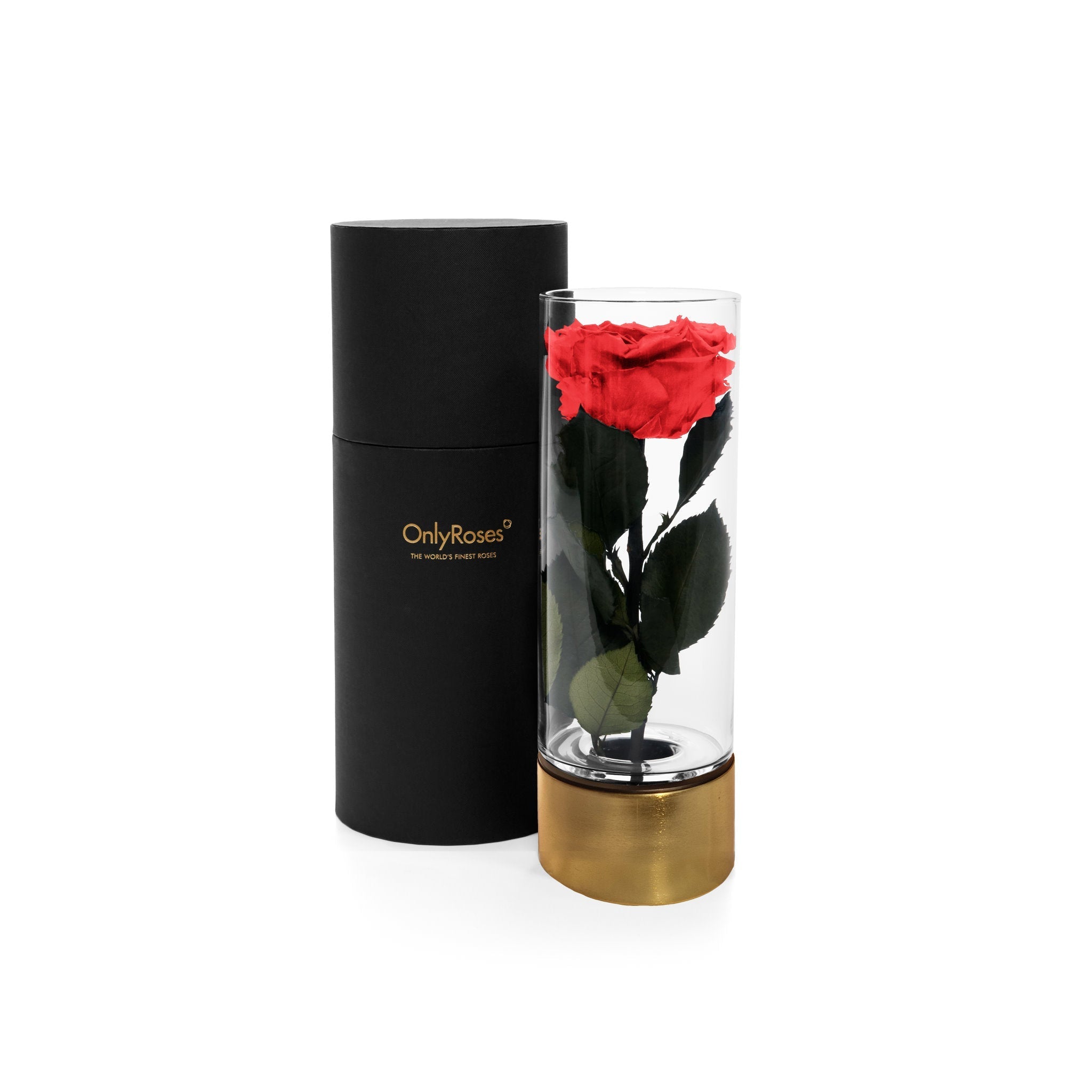 Red rose in a clear cylindrical vase with gold base and black cylindrical container on a white background