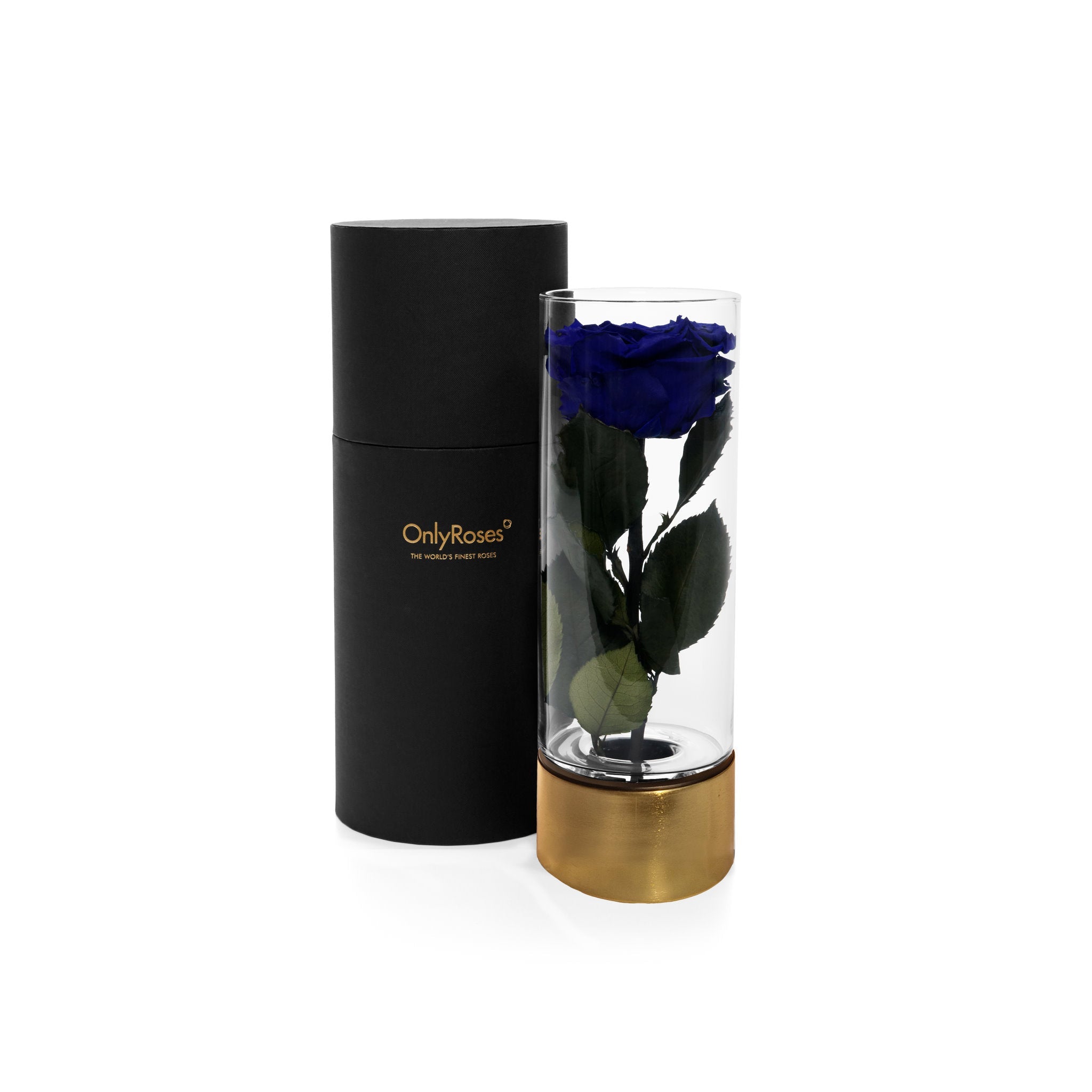 Black cylindrical container with a gold base holding a preserved blue rose on a white background