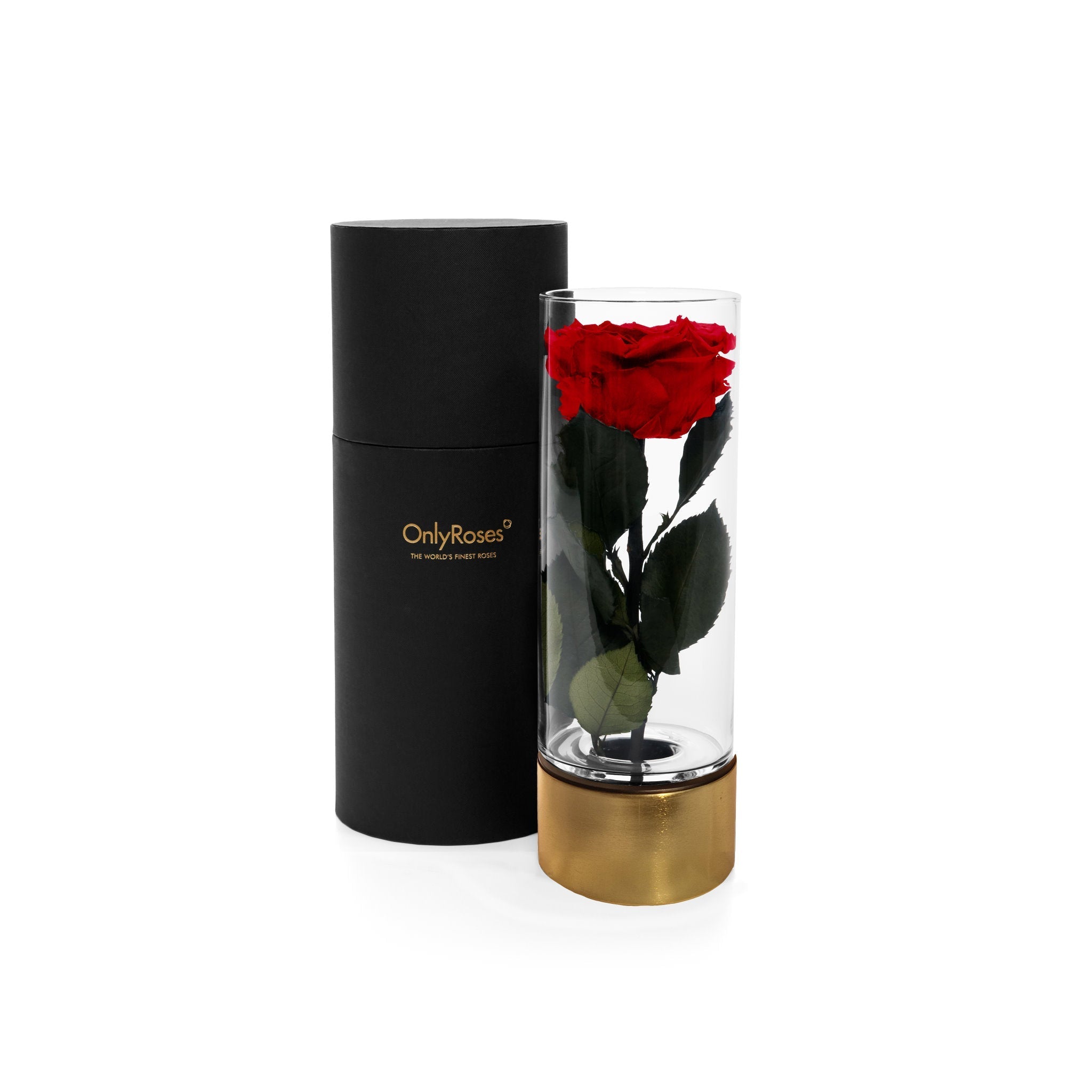 Red rose in a clear vase with gold base next to a black cylindrical container on a white background