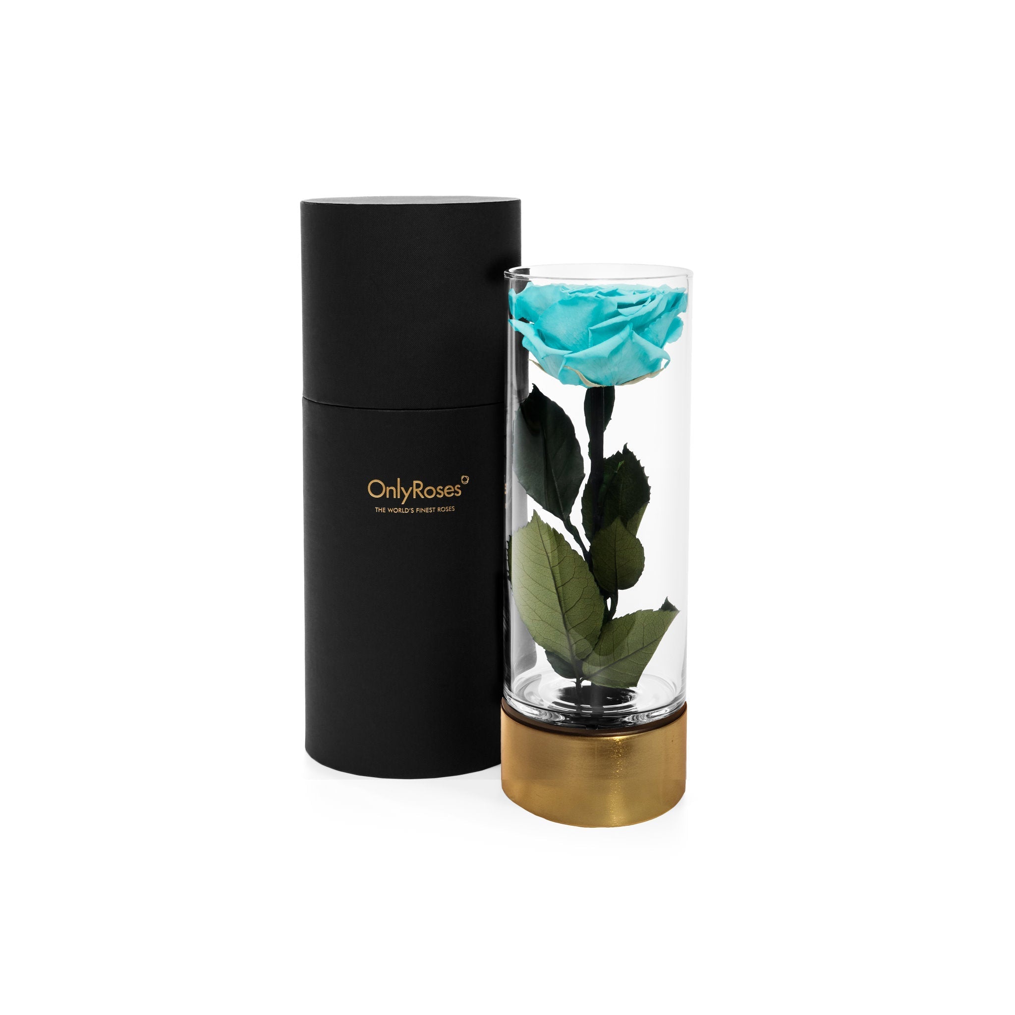 Turquoise rose in a clear vase with gold base next to a black cylindrical container on a white background