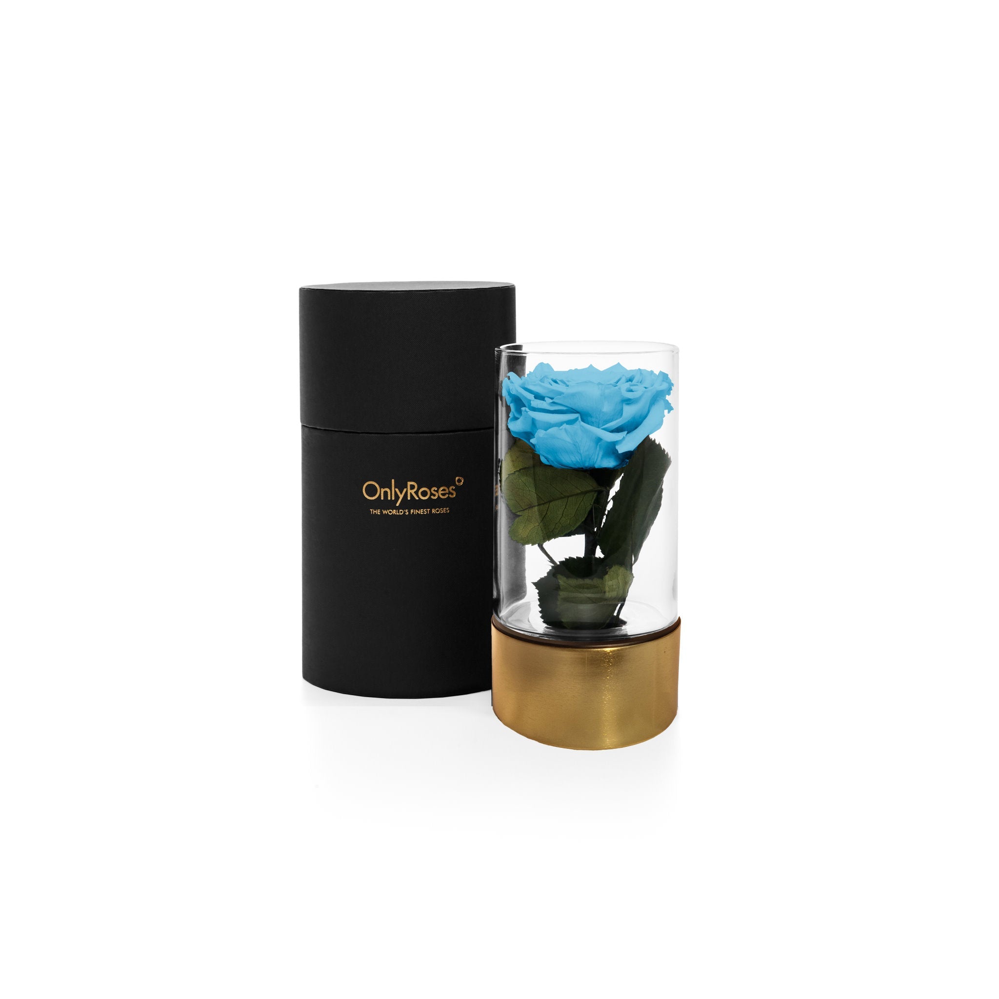 Blue rose in a glass vase with a black and gold container on a white background