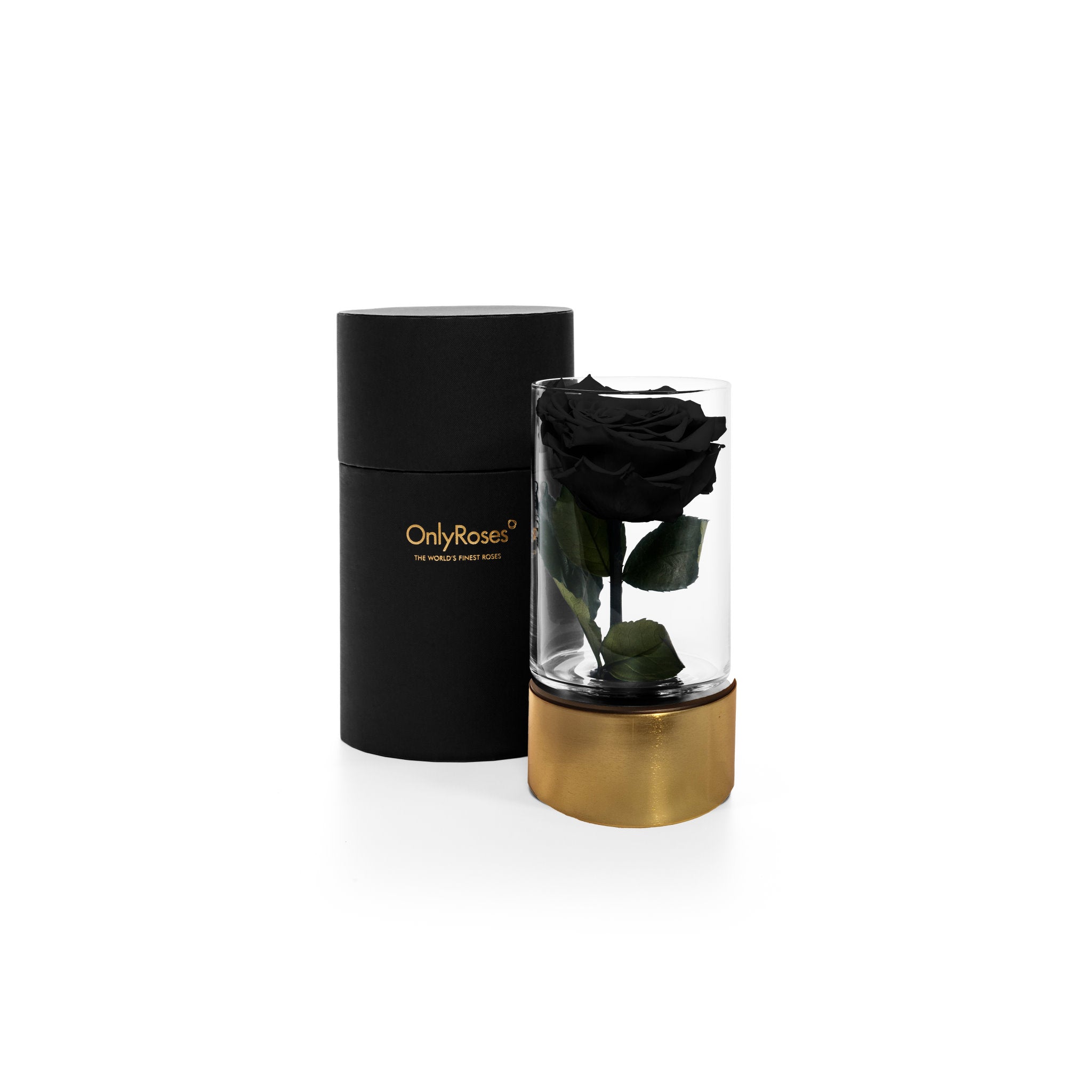 Black rose in a glass vase with a gold base and black cylindrical container on a white background, branded 'Only Roses'.