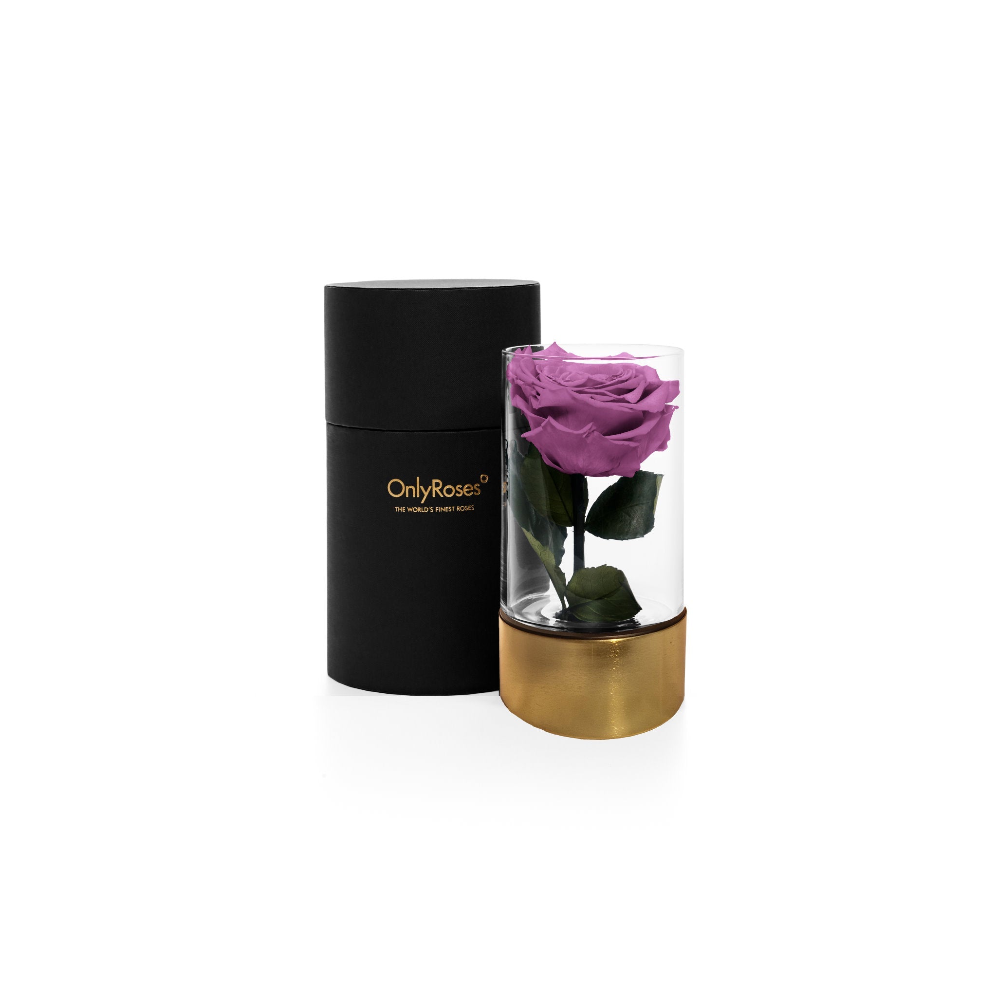 Purple rose in a glass vase with a black and gold box on a white background