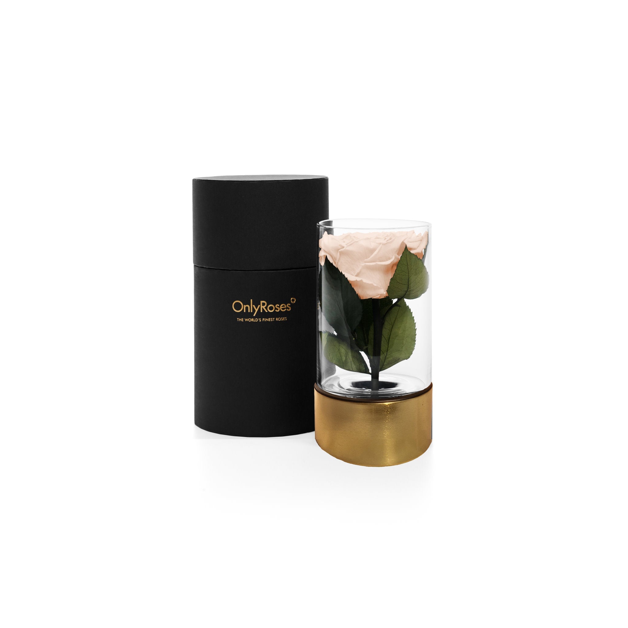 Glass vase with preserved rose inside and black cylindrical container labeled 'OnlyRoses' on a white background