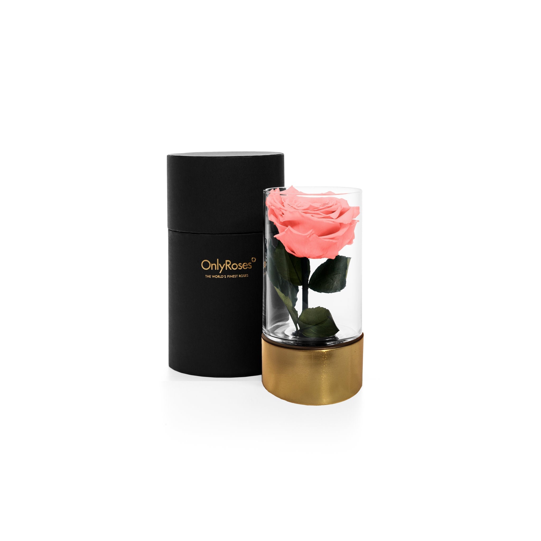 Pink rose in a glass vase with a black and gold container on a white background, featuring 'Only Roses' branding.