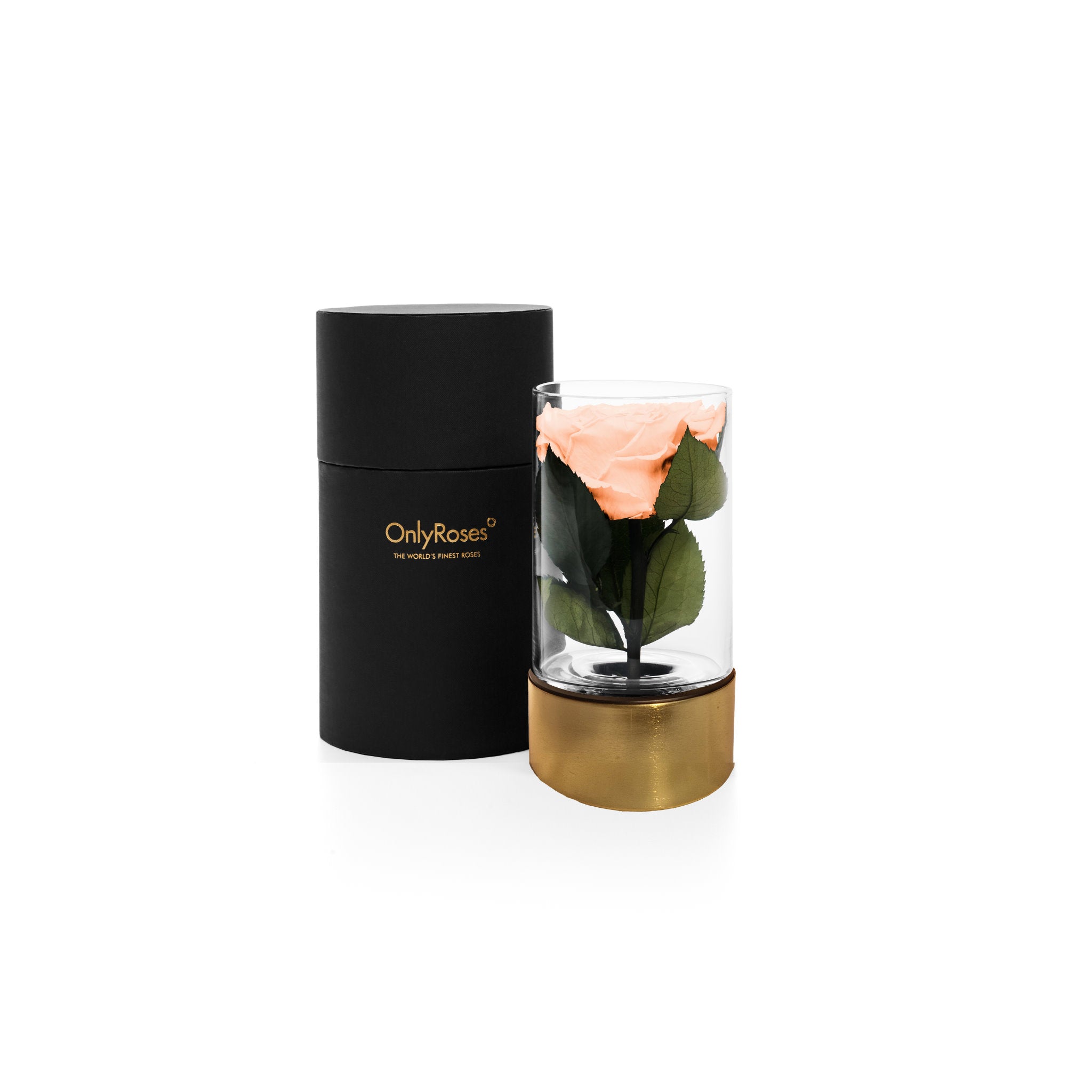 Glass container with preserved rose and black box labeled 'Only Roses' on a white background