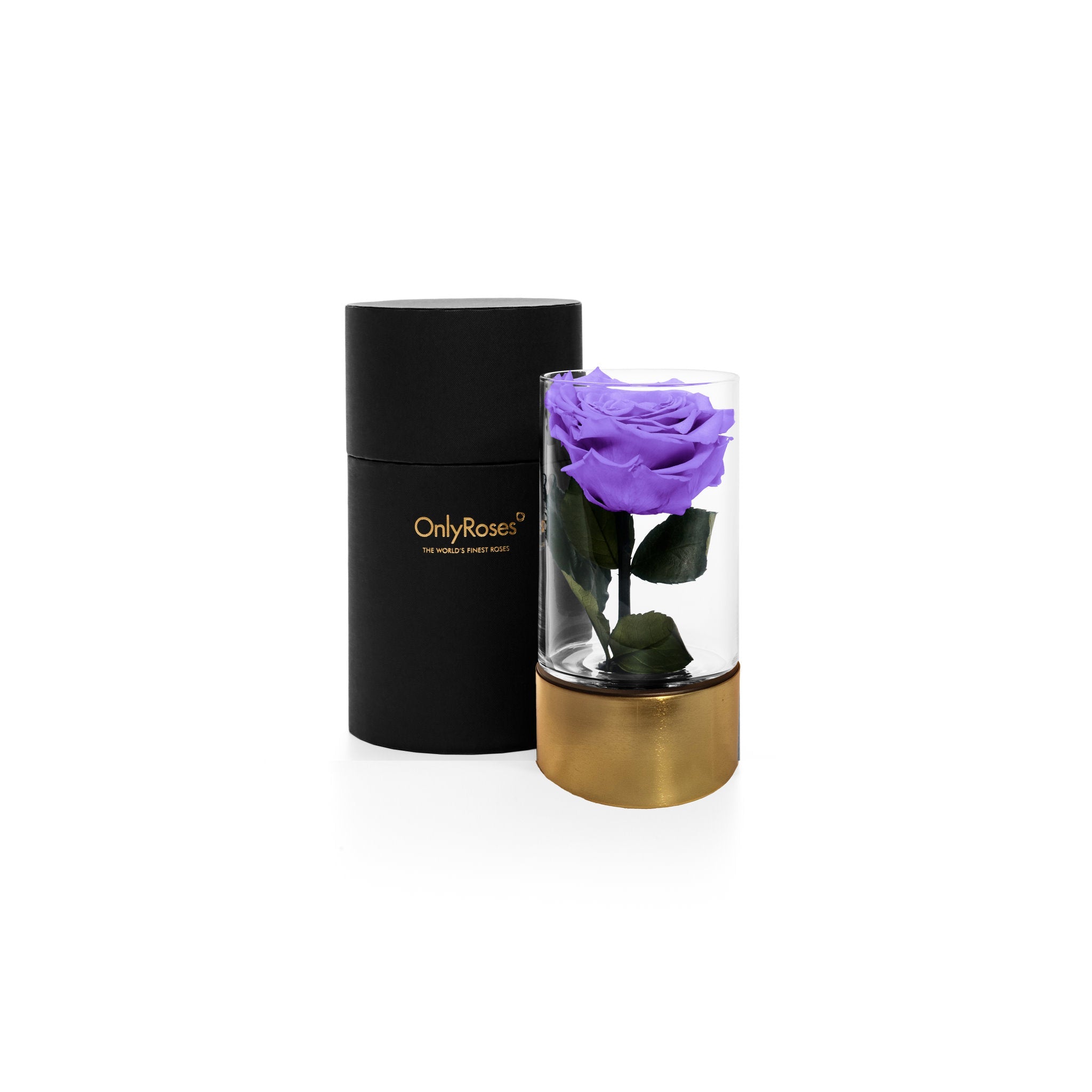 Purple rose in a glass vase with a black and gold container on a white background