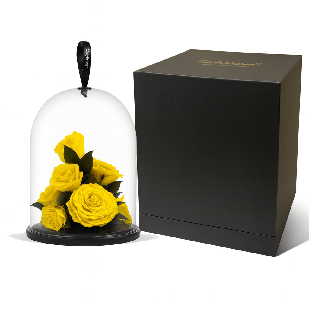 Yellow roses under a glass dome with a black box on a white background