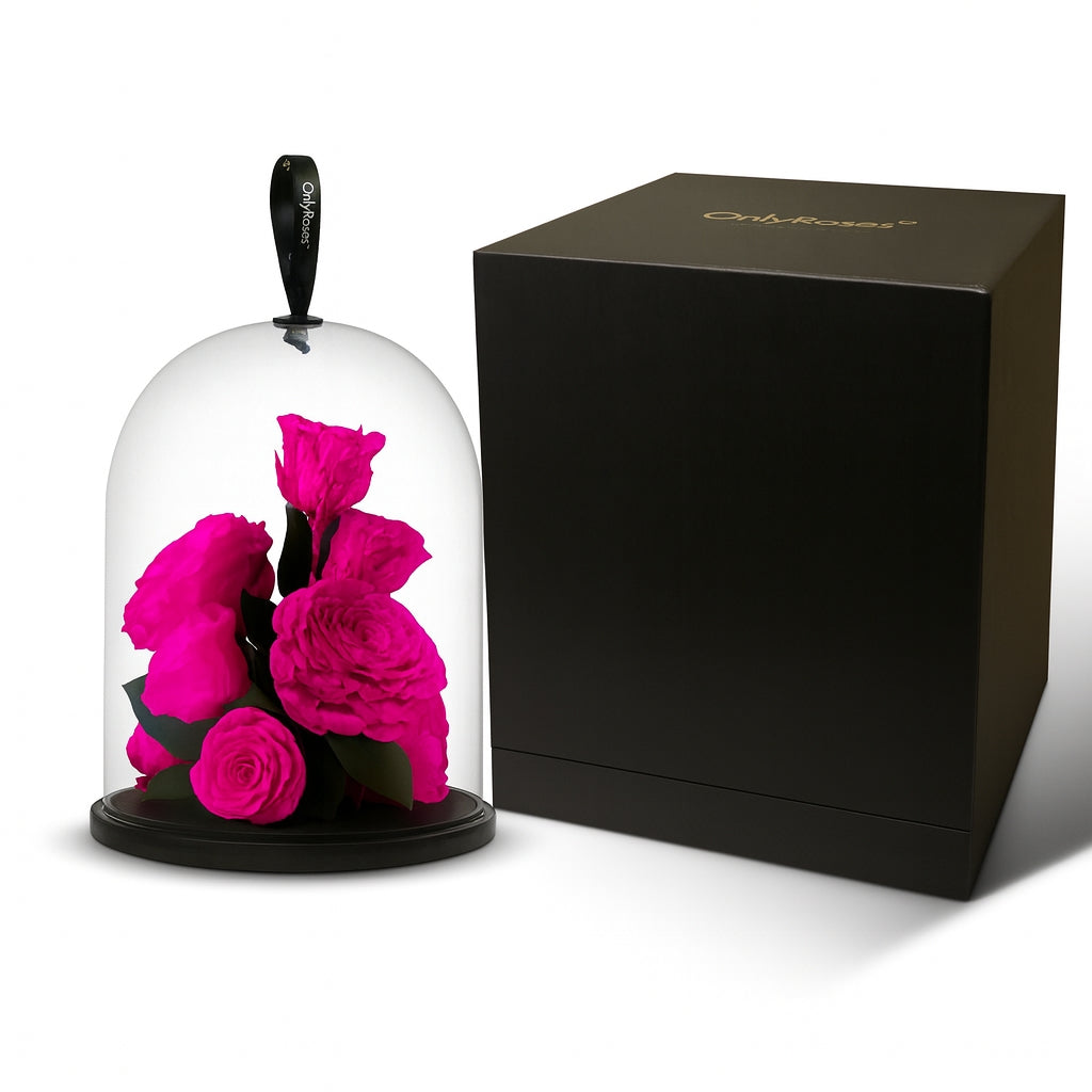 Pink roses under a glass dome with a black box on a white background