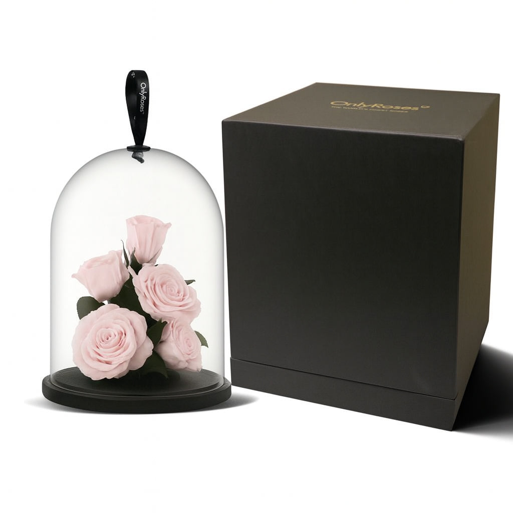 Pink roses under a glass dome with a black box on a white background