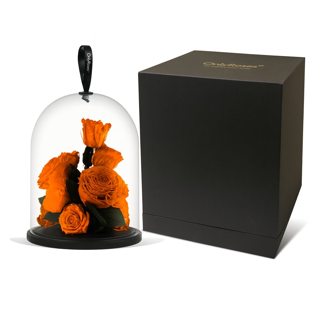 Glass dome with orange roses and a black box on a white background