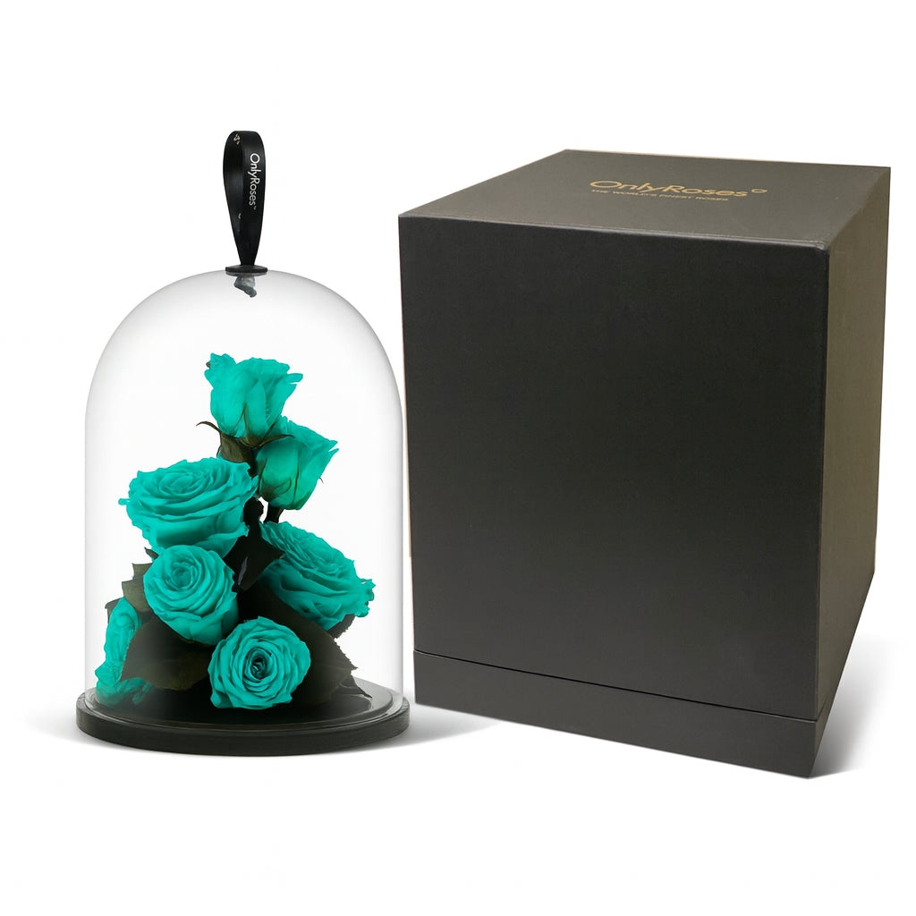 Turquoise roses under a glass dome with a black box on a white background