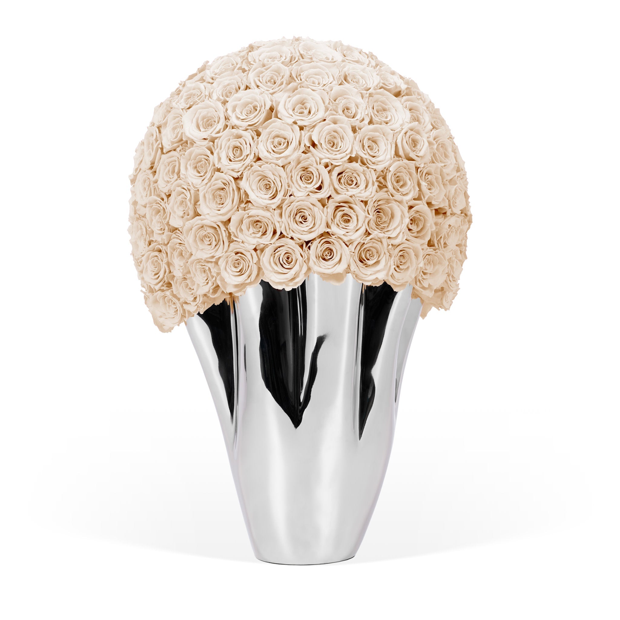Silver vase with a large ball of beige roses on a white background