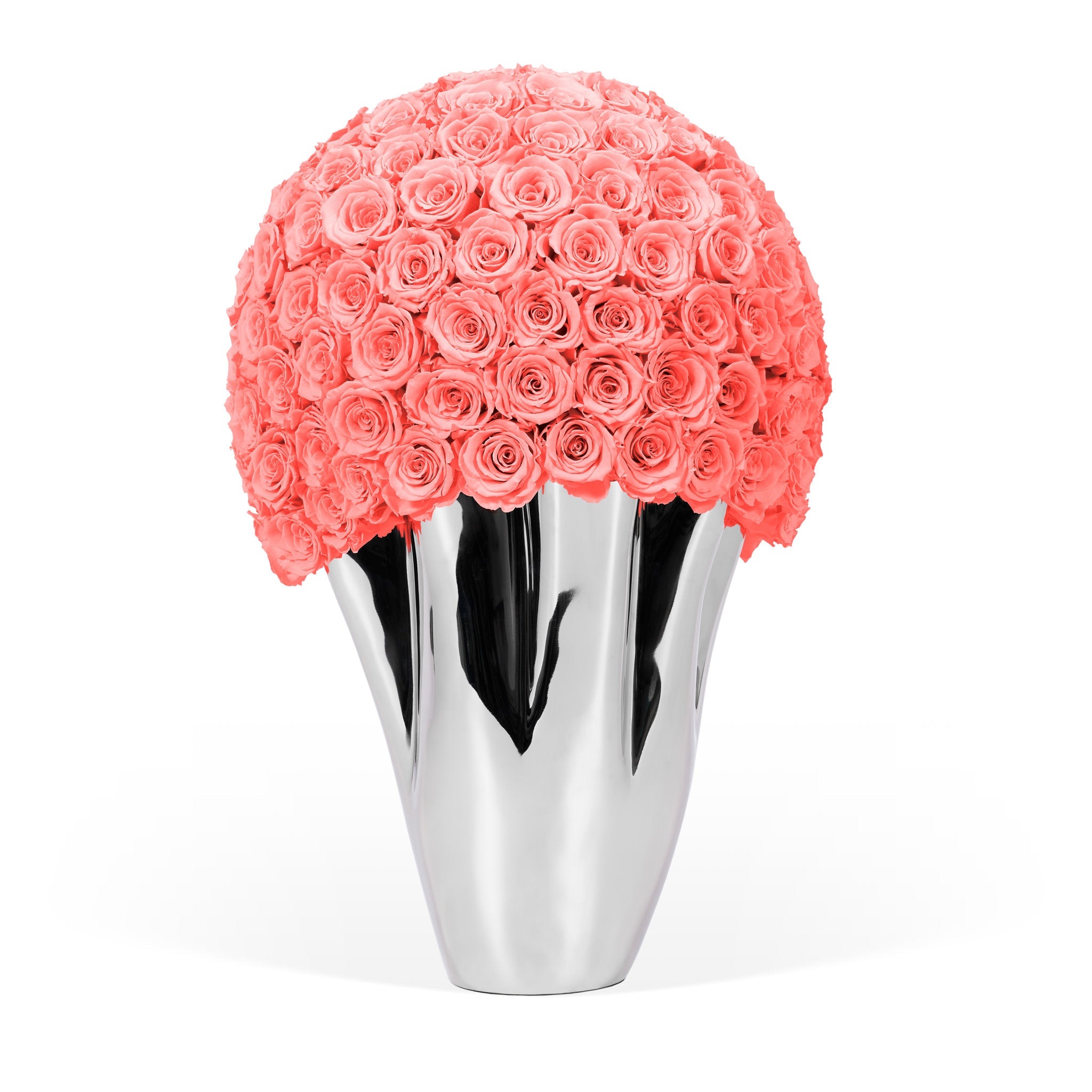 Silver vase with coral pink roses on a white background