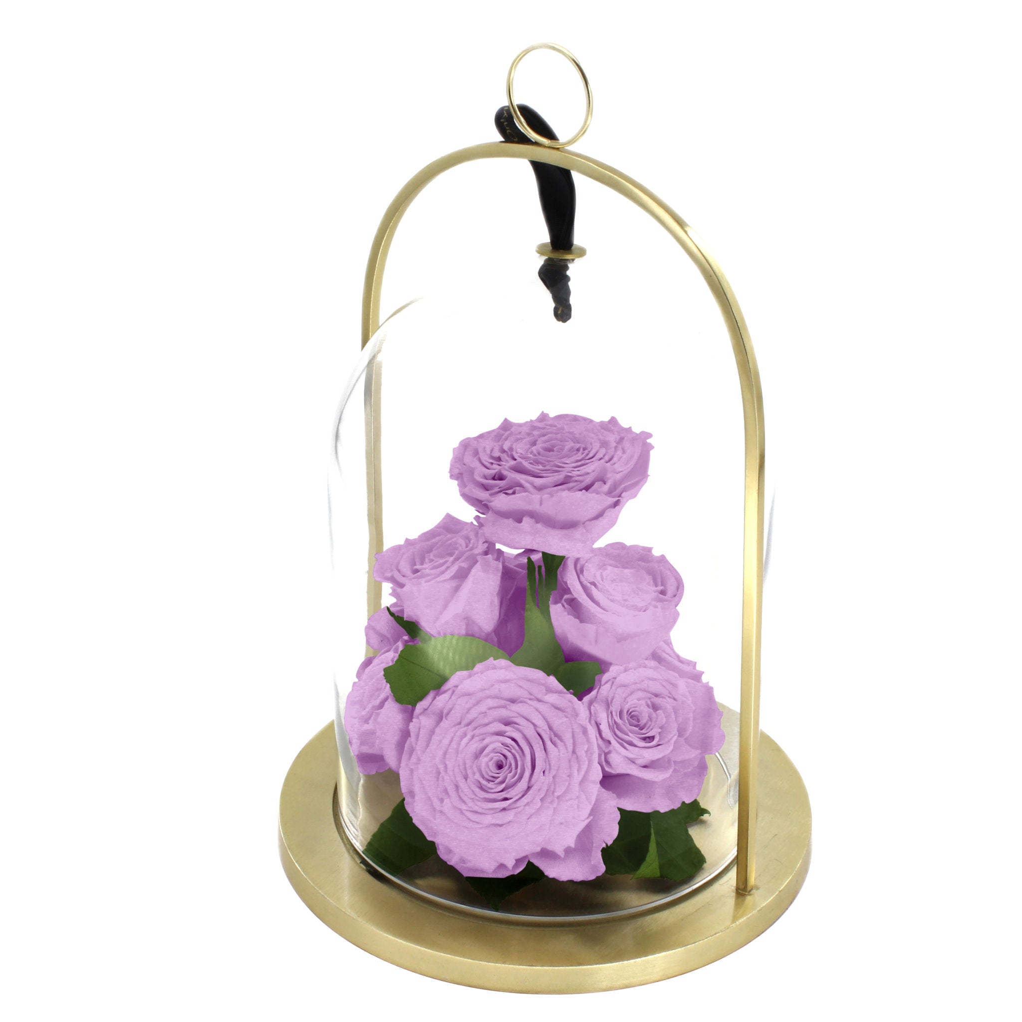 Purple roses in a glass dome with gold base on a white background