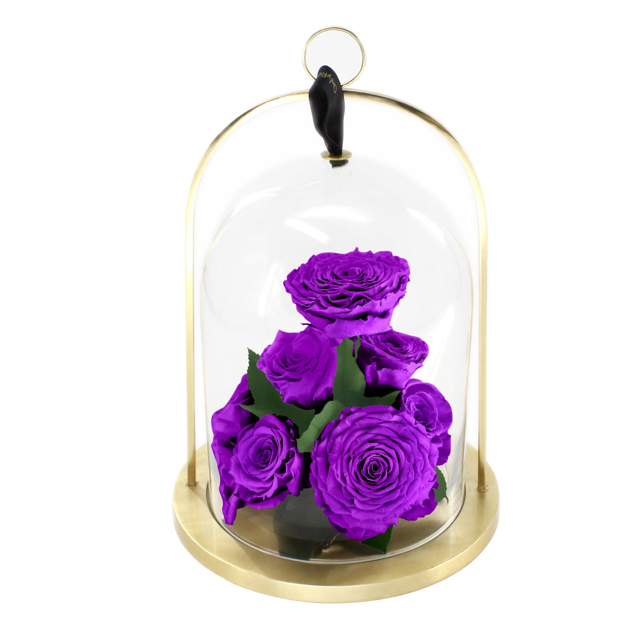 Purple roses under a glass dome with a gold base on a white background