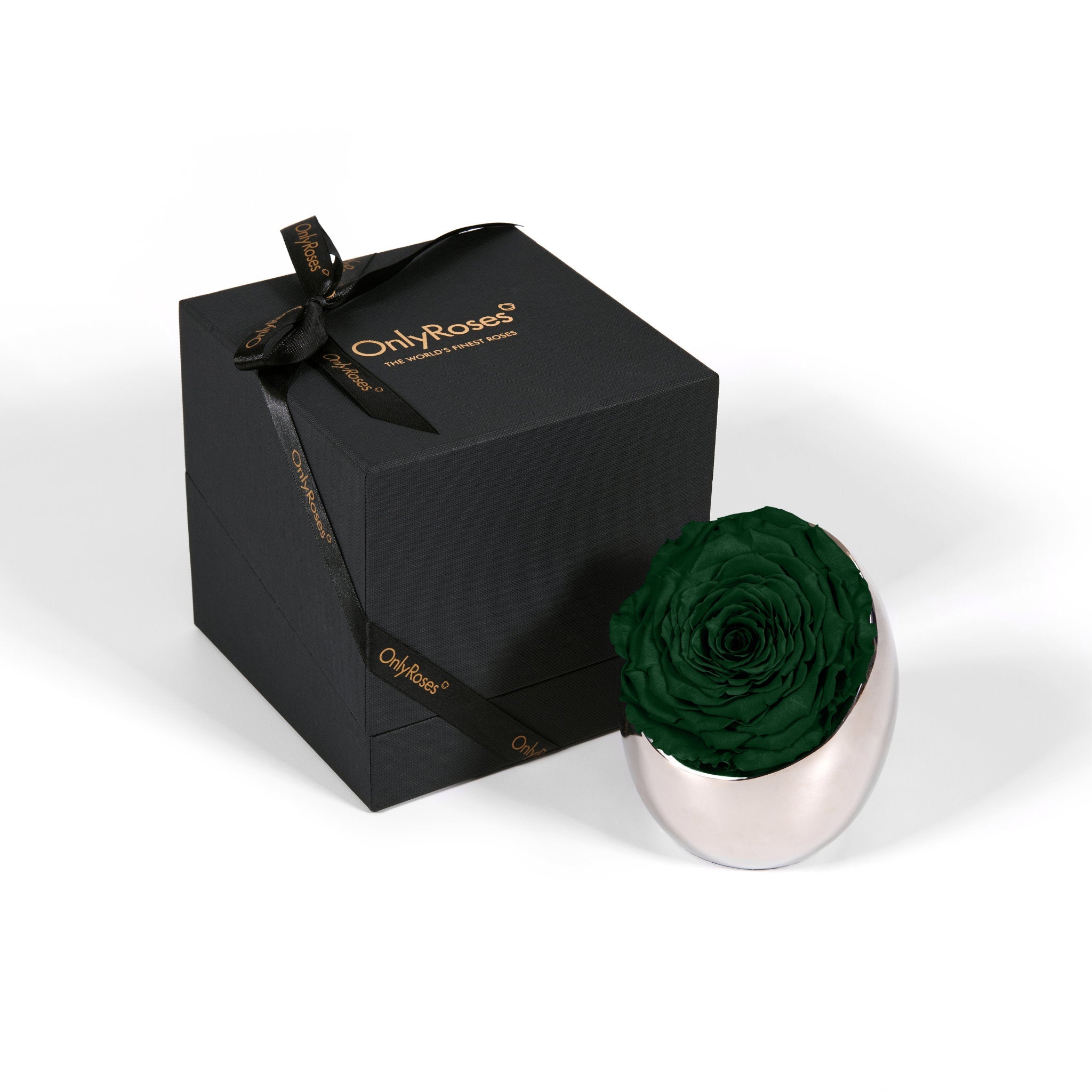 Green rose in a silver holder next to an 'Only Roses' black box on a white background