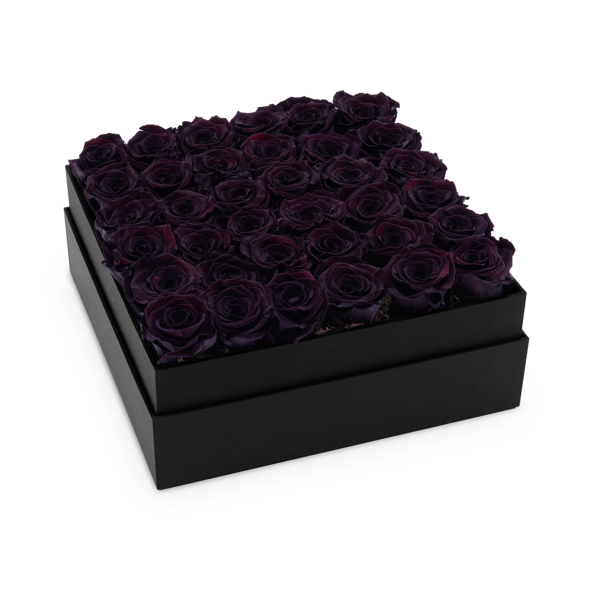 Black box filled with dark purple roses on a white background